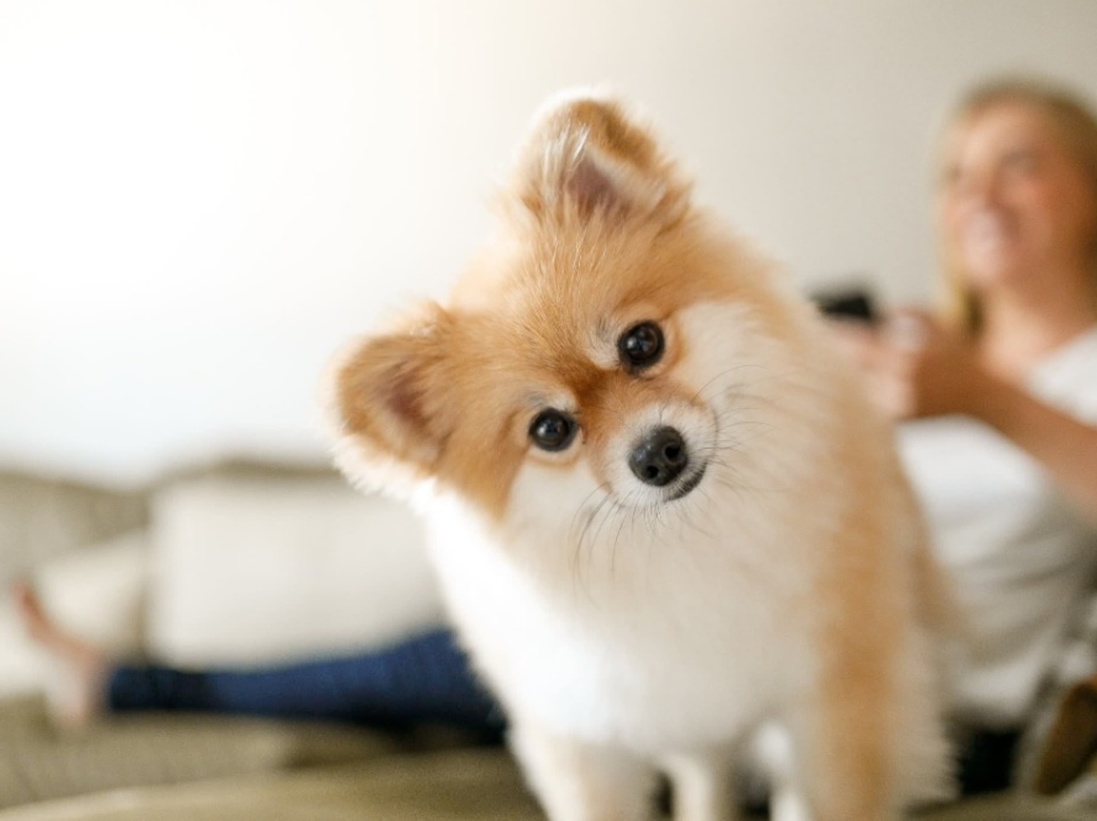 Pet/ Service Animal On Set