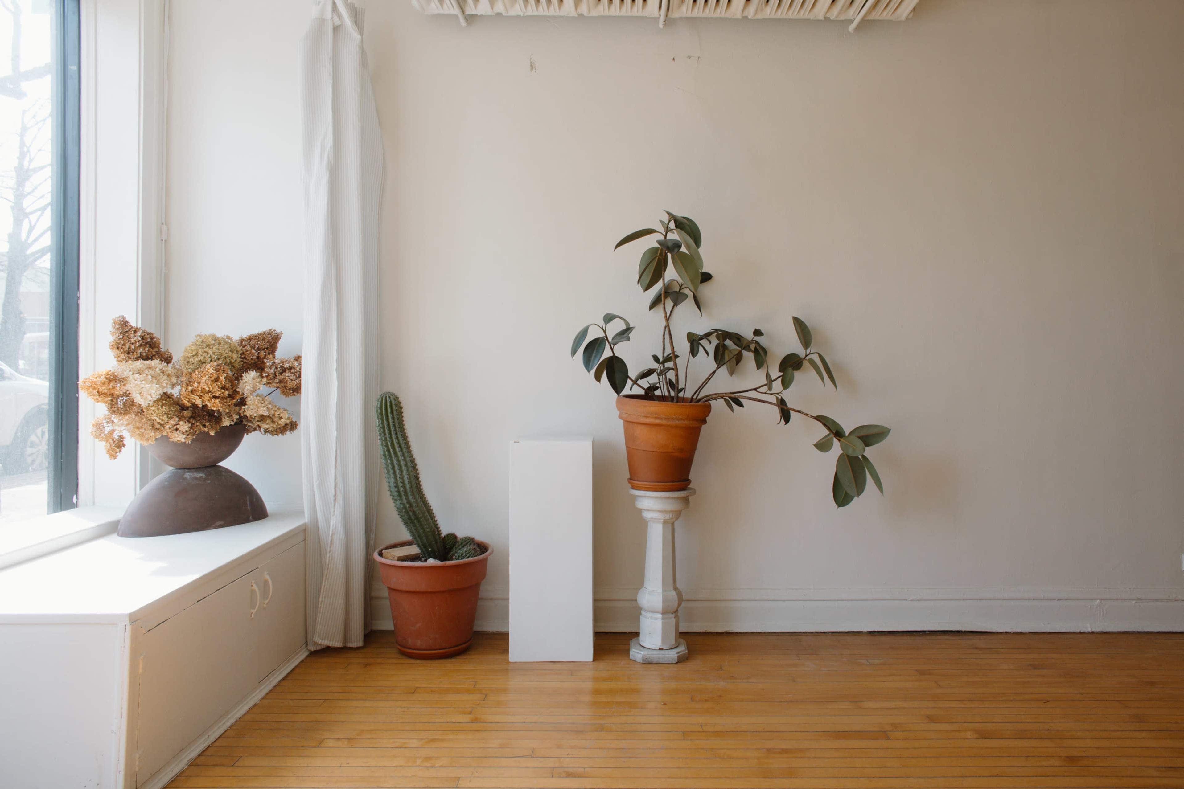 The image shows a minimalist interior space featuring a large window with a potted plant on a pedestal, a cactus in a terracotta pot, and a decorative vase with dried flowers.