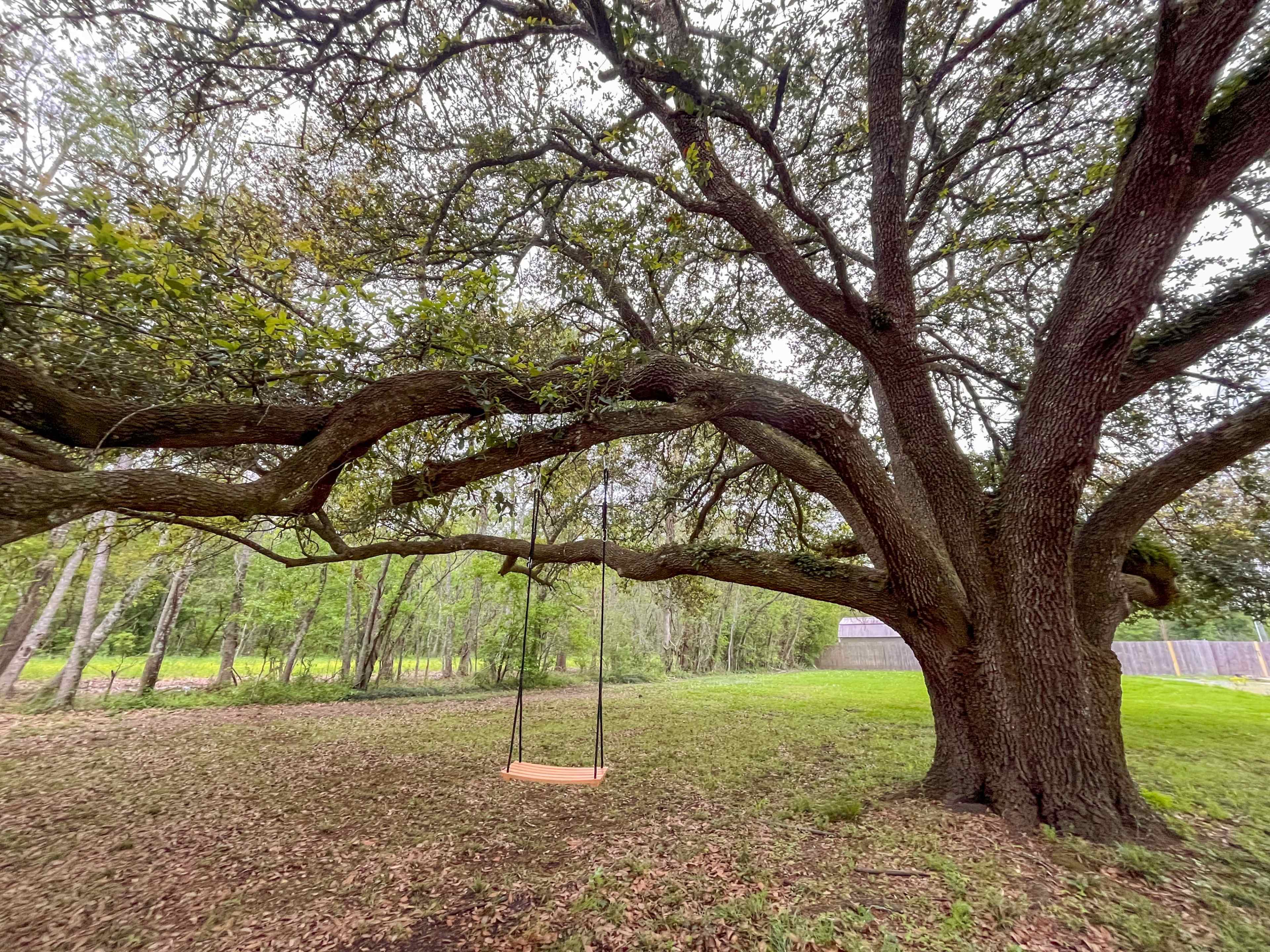 A wooden swing hangs from the low branches of a large tree in a green yard surrounded by tall grass and trees.