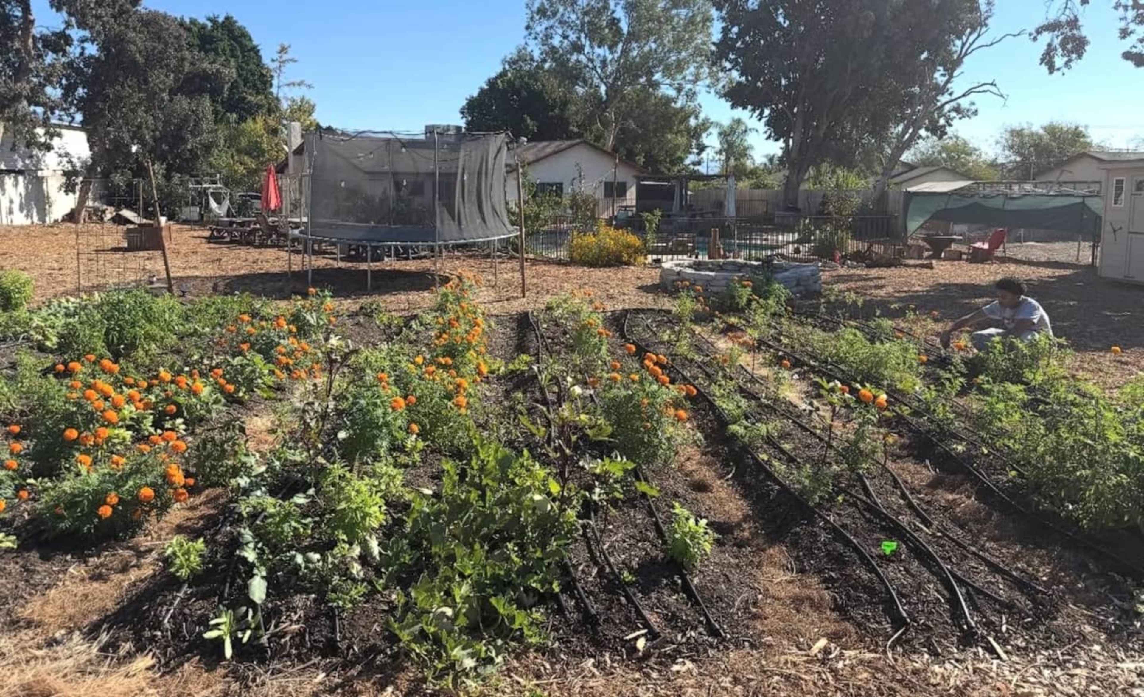 A community garden features rows of orange marigolds and various vegetables, with a trampoline and several gardening structures in the background.