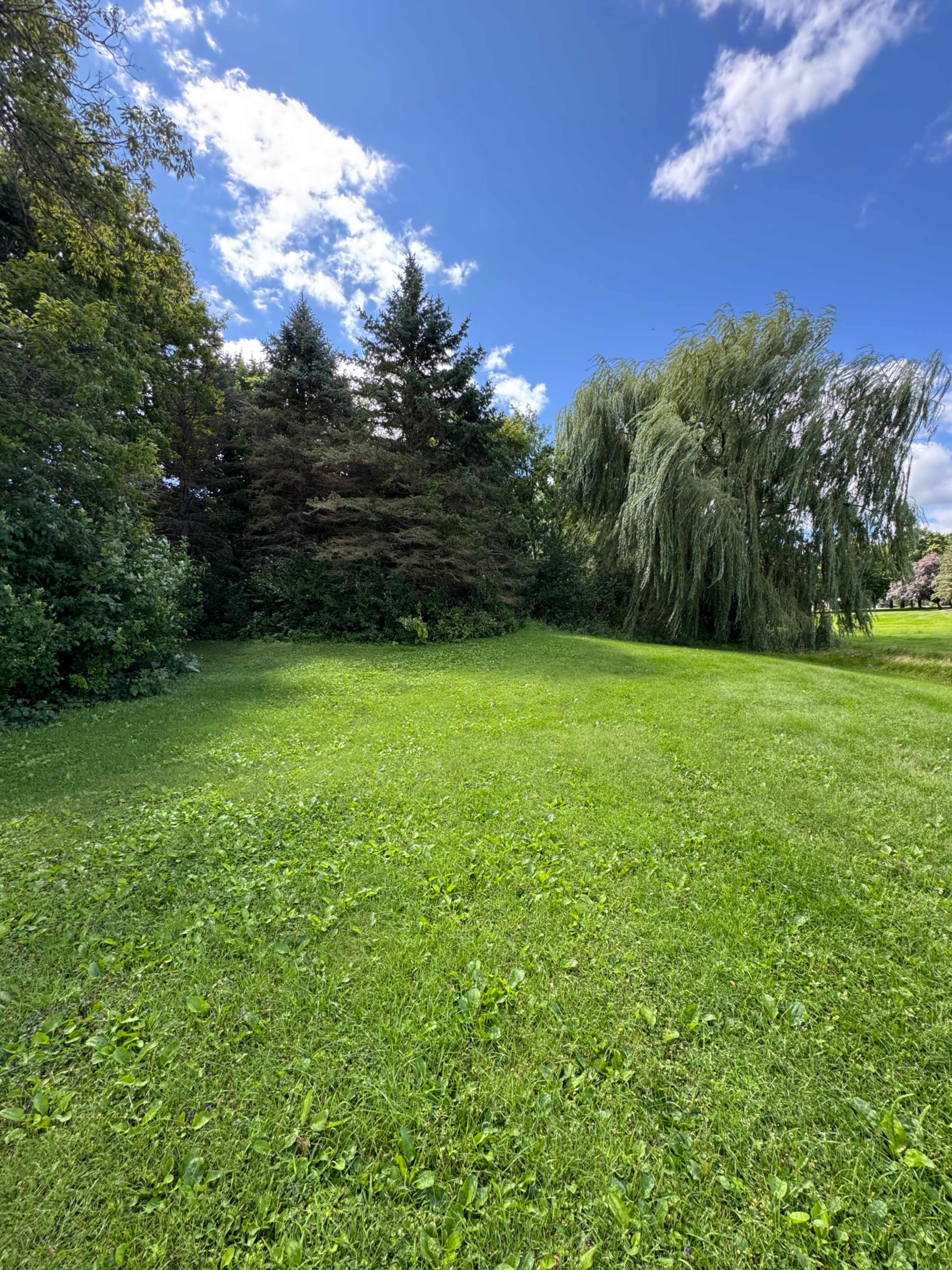 A grassy area features a cluster of evergreen trees alongside a willow tree under a blue sky with scattered clouds.