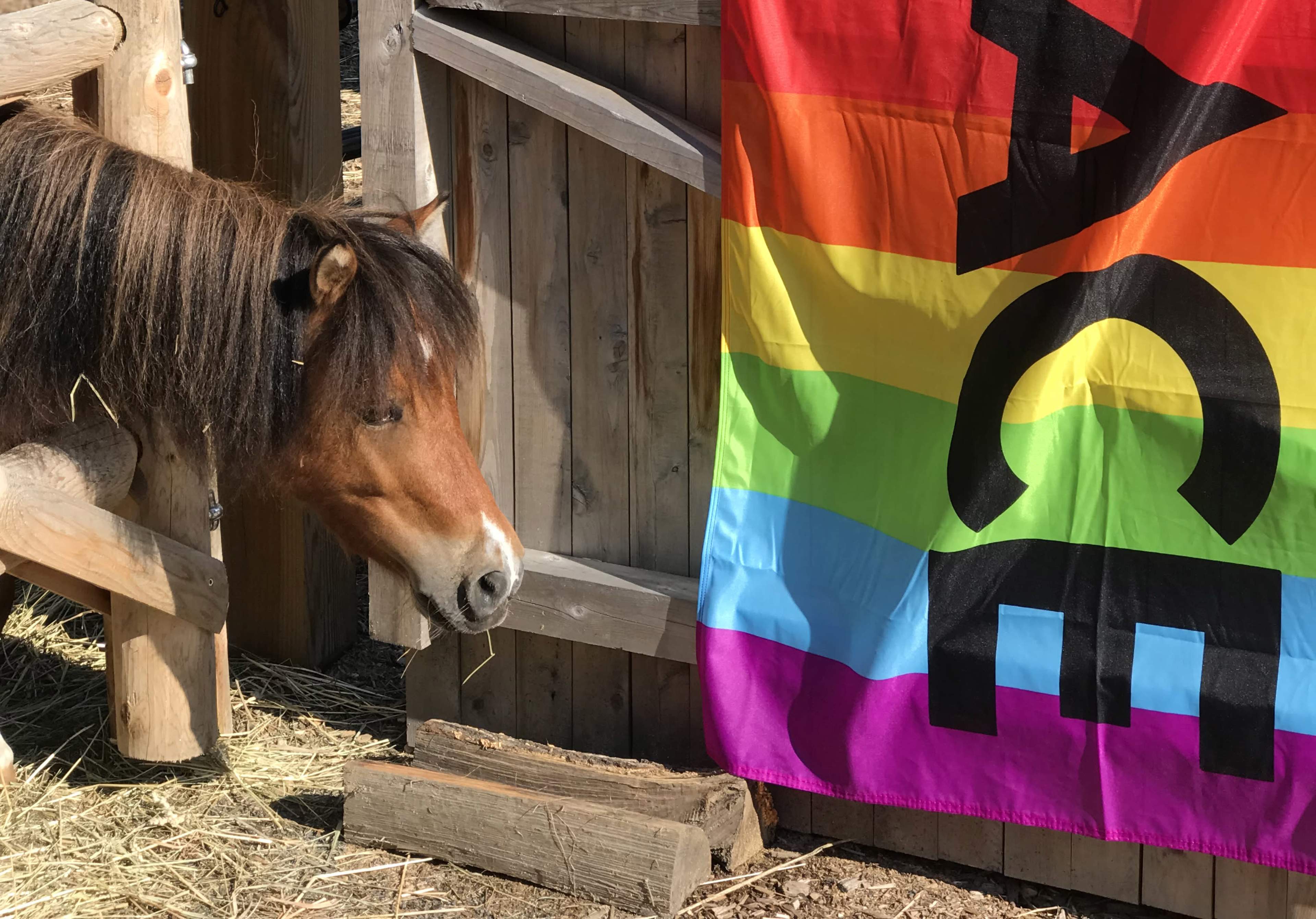 A horse stands near a colorful rainbow flag displayed on a wooden fence.
