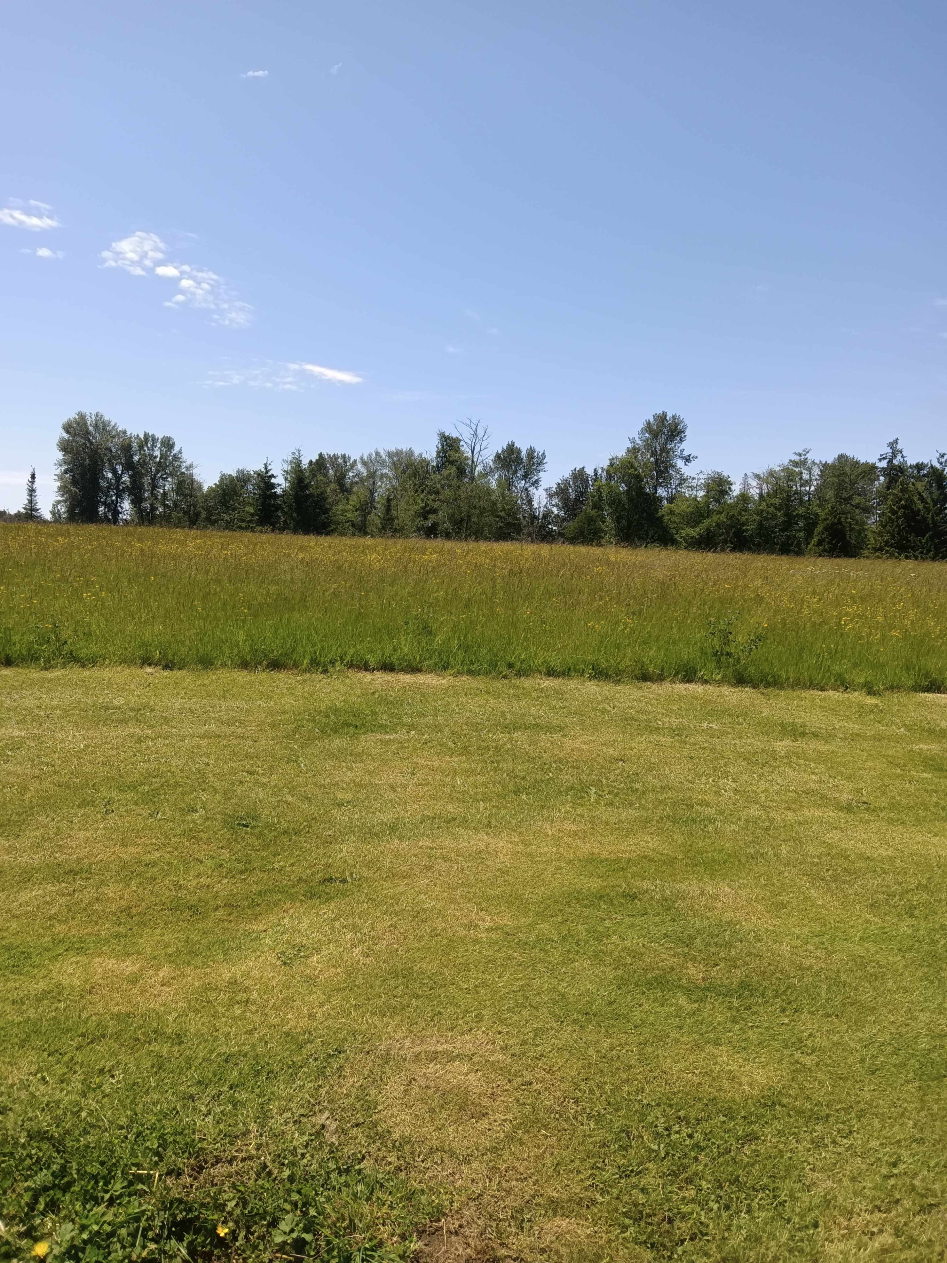 The image shows a grassy field with tall grass and trees in the background under a clear blue sky.