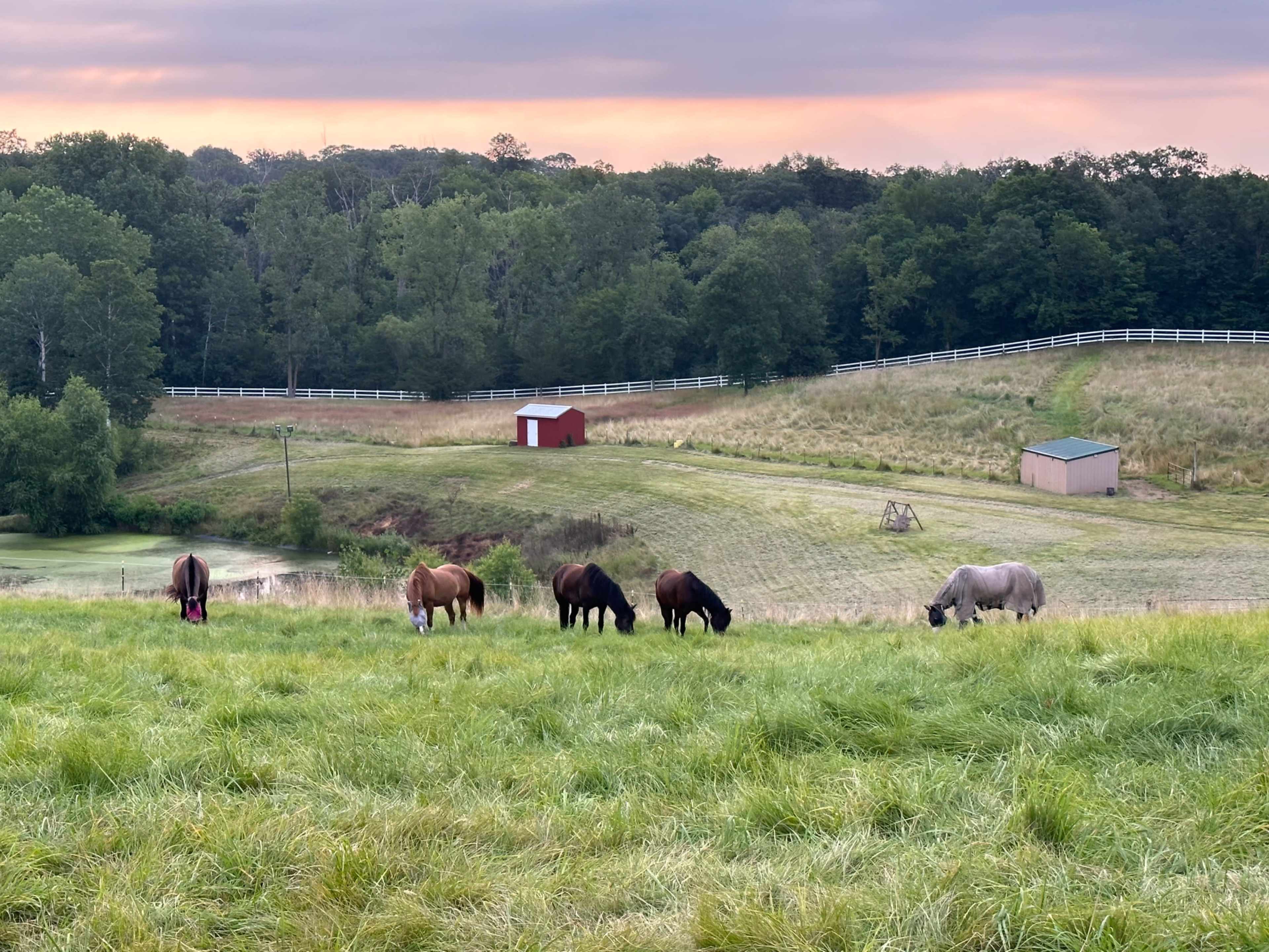 Gorgeous farm property with rolling hills, white fences, plenty of trees, one acre pond, indoor offices/studios/changing rooms, and bathrooms. Image in Minnetrista, Minnetrista, MN