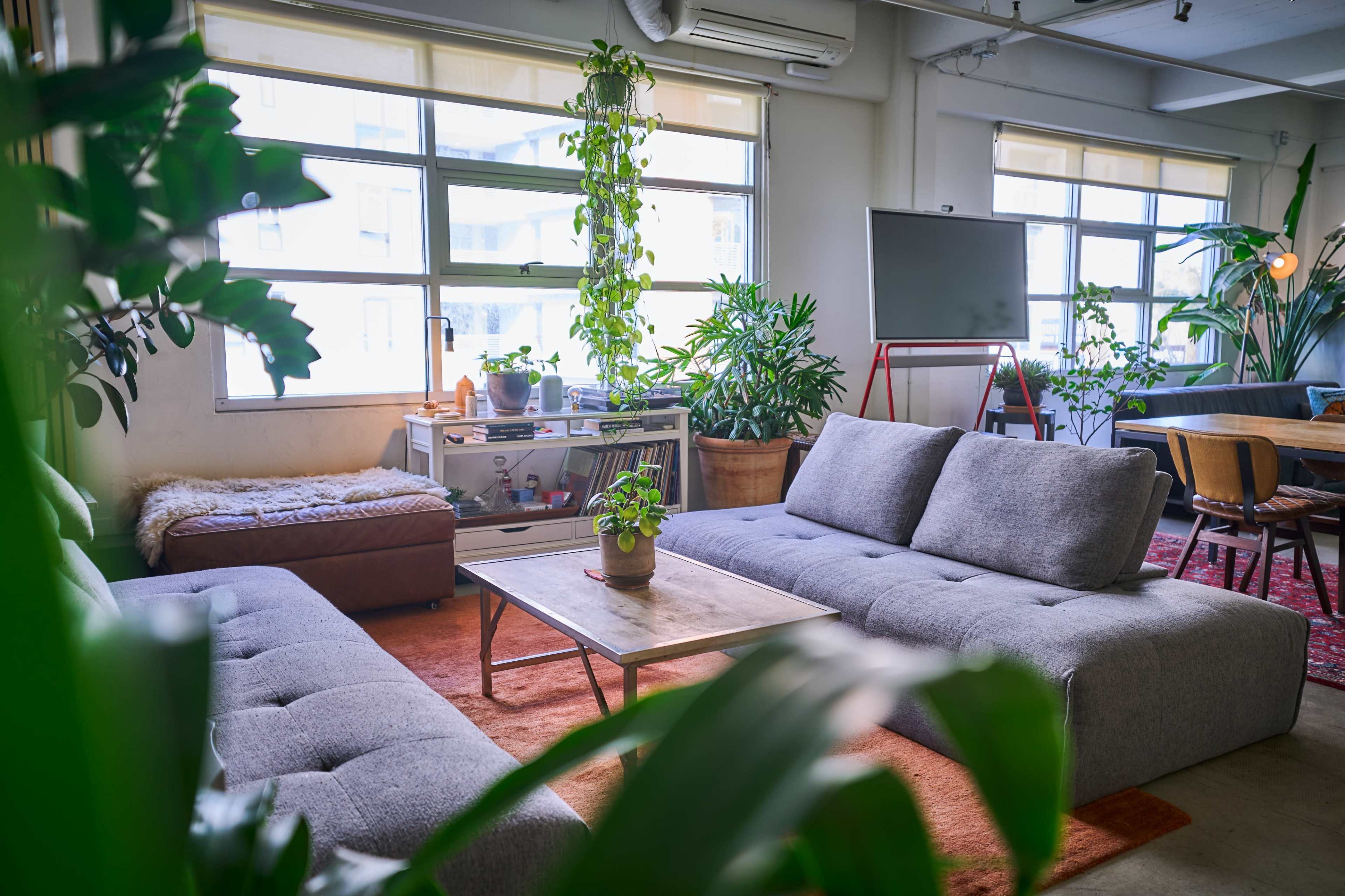 The image shows a modern, well-lit living room with a large grey sectional sofa, a coffee table, and various plants in pots scattered throughout the space.