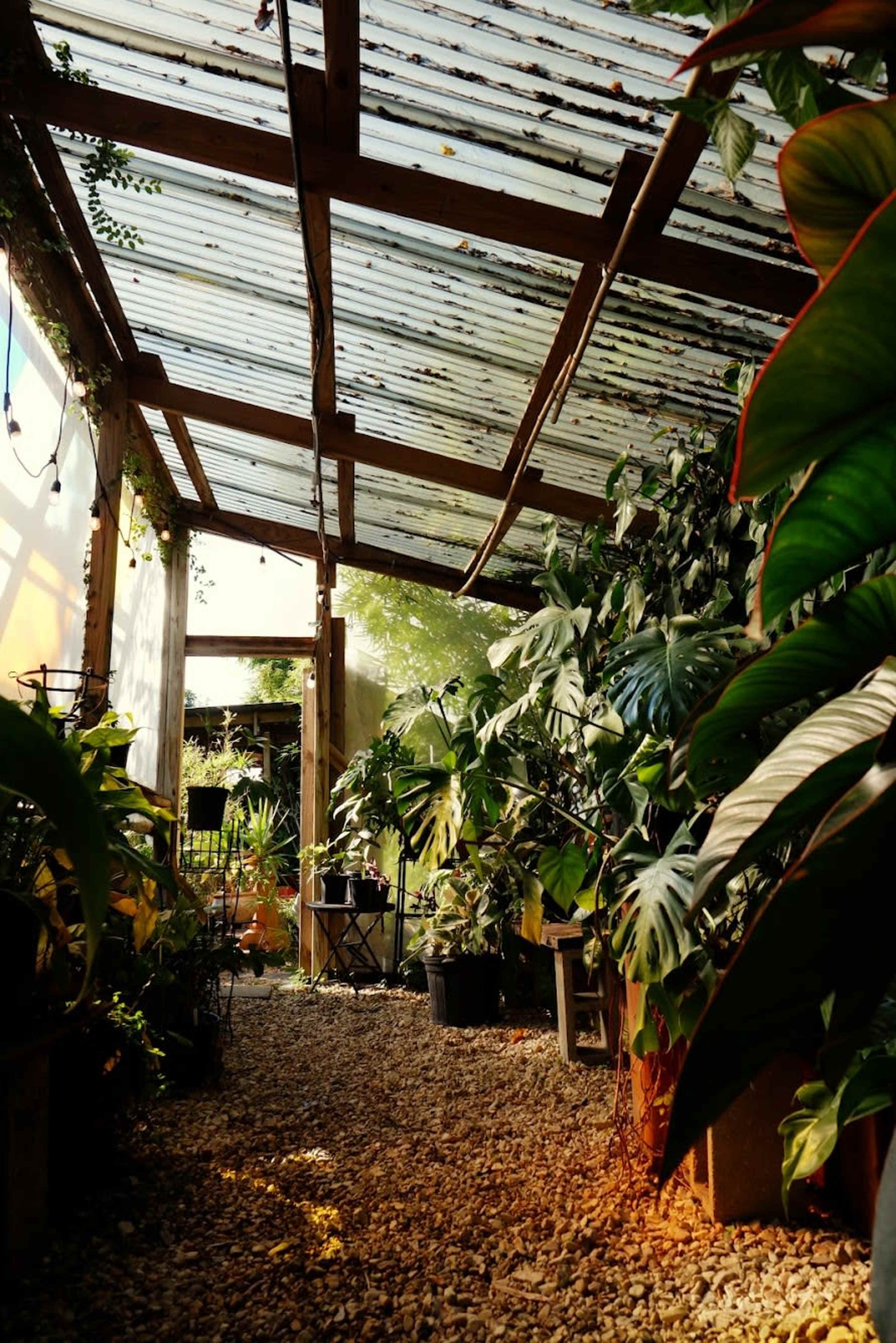 The image shows a narrow pathway lined with potted plants inside a greenhouse with a transparent roof.