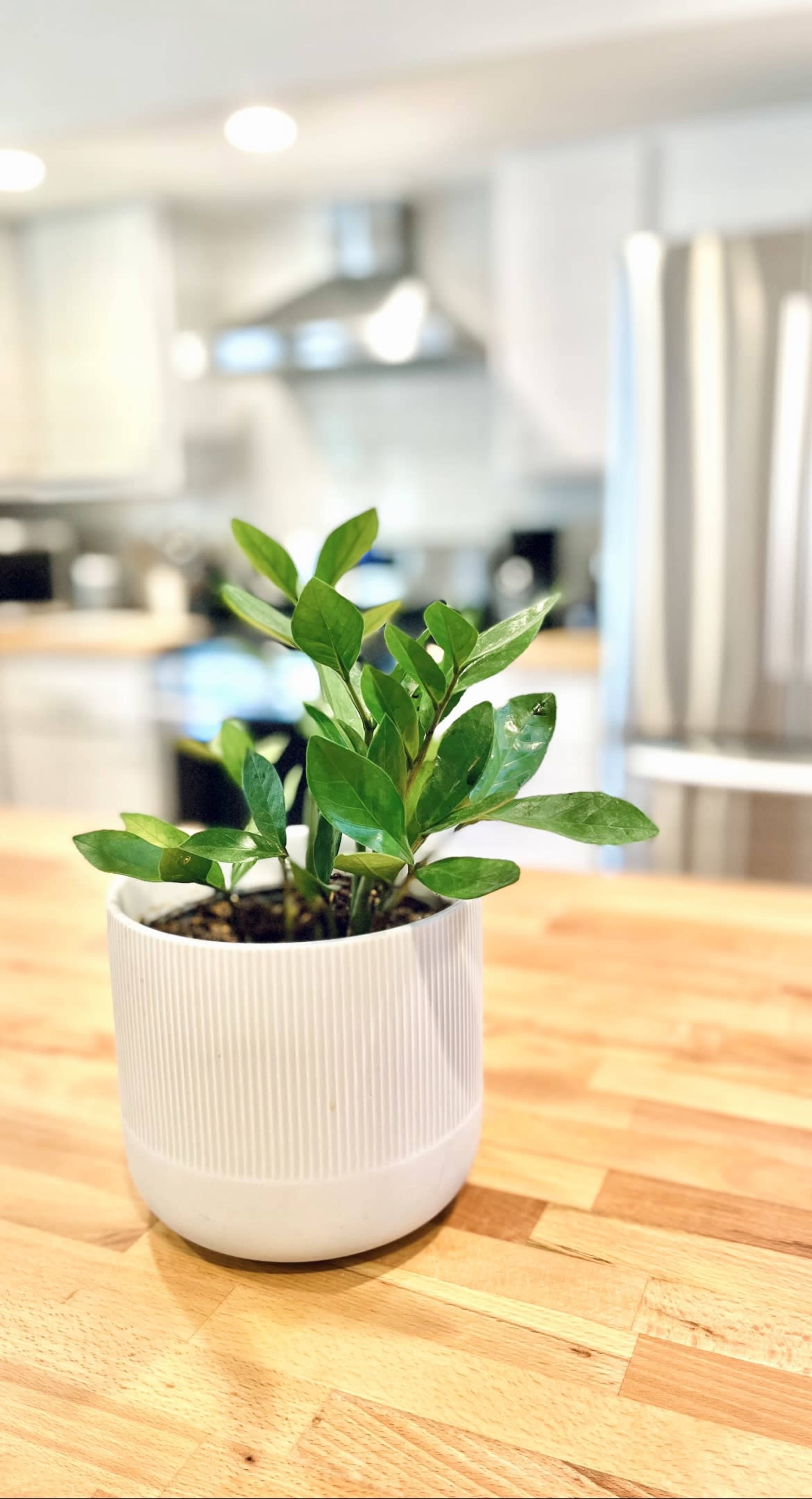 A small potted plant with green leaves sits on a wooden countertop in a kitchen.