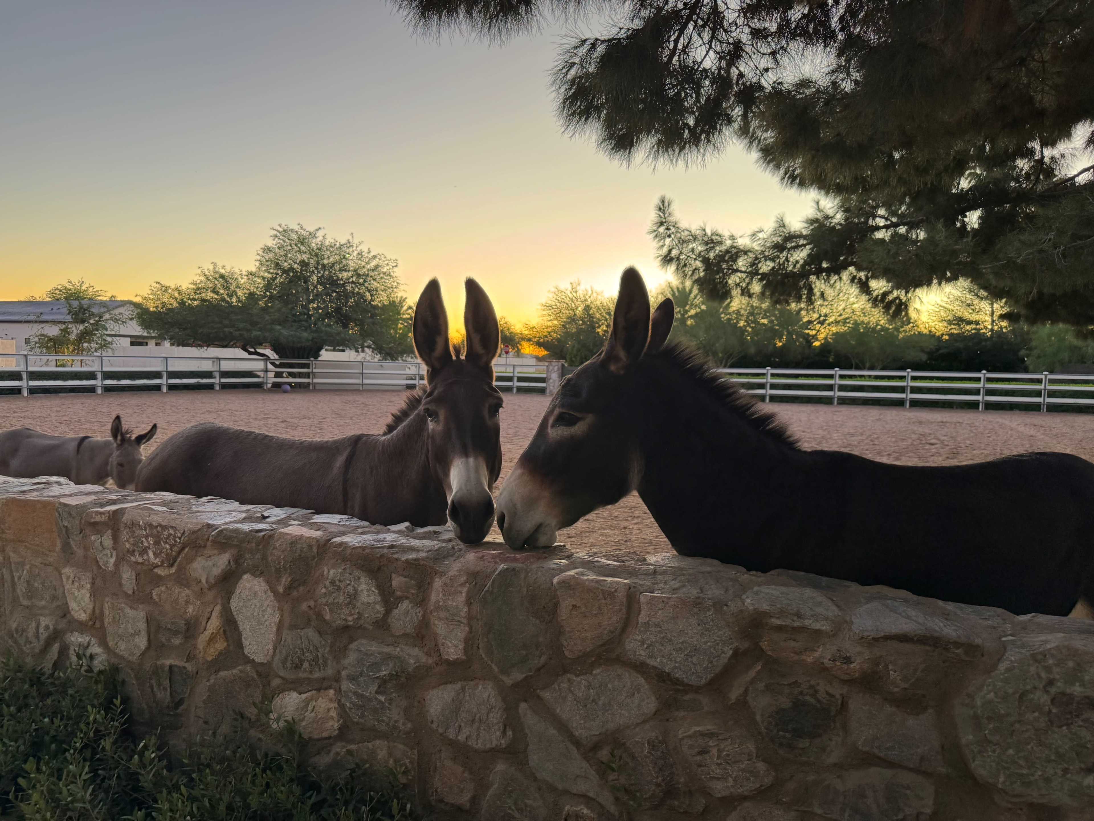 Golden Hour with the Burros | A Private Barn Experience Image in Patterson Ranch, Scottsdale, AZ