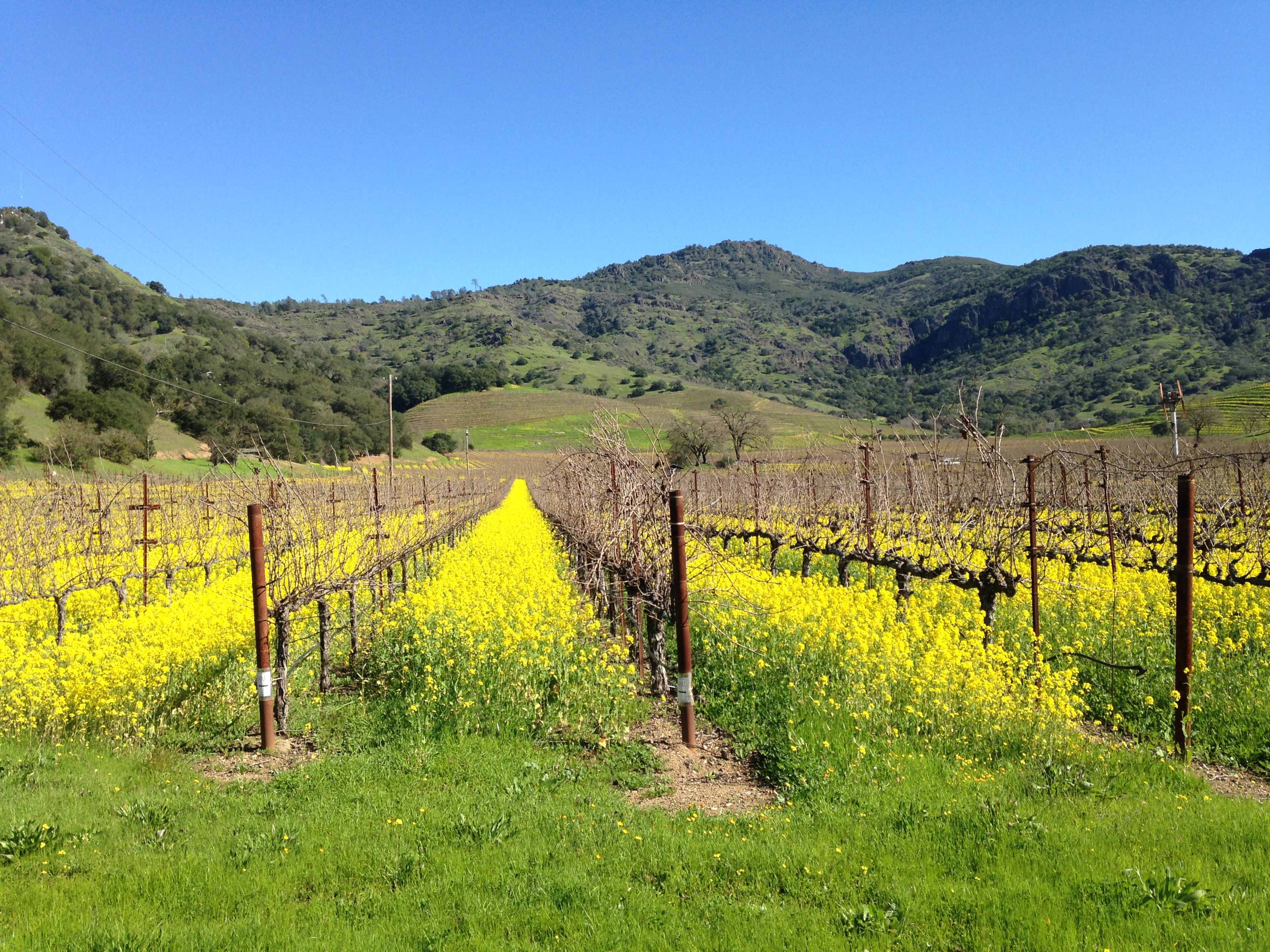 A vineyard stretches across rolling hills, bordered by vibrant yellow wildflowers under a clear blue sky.