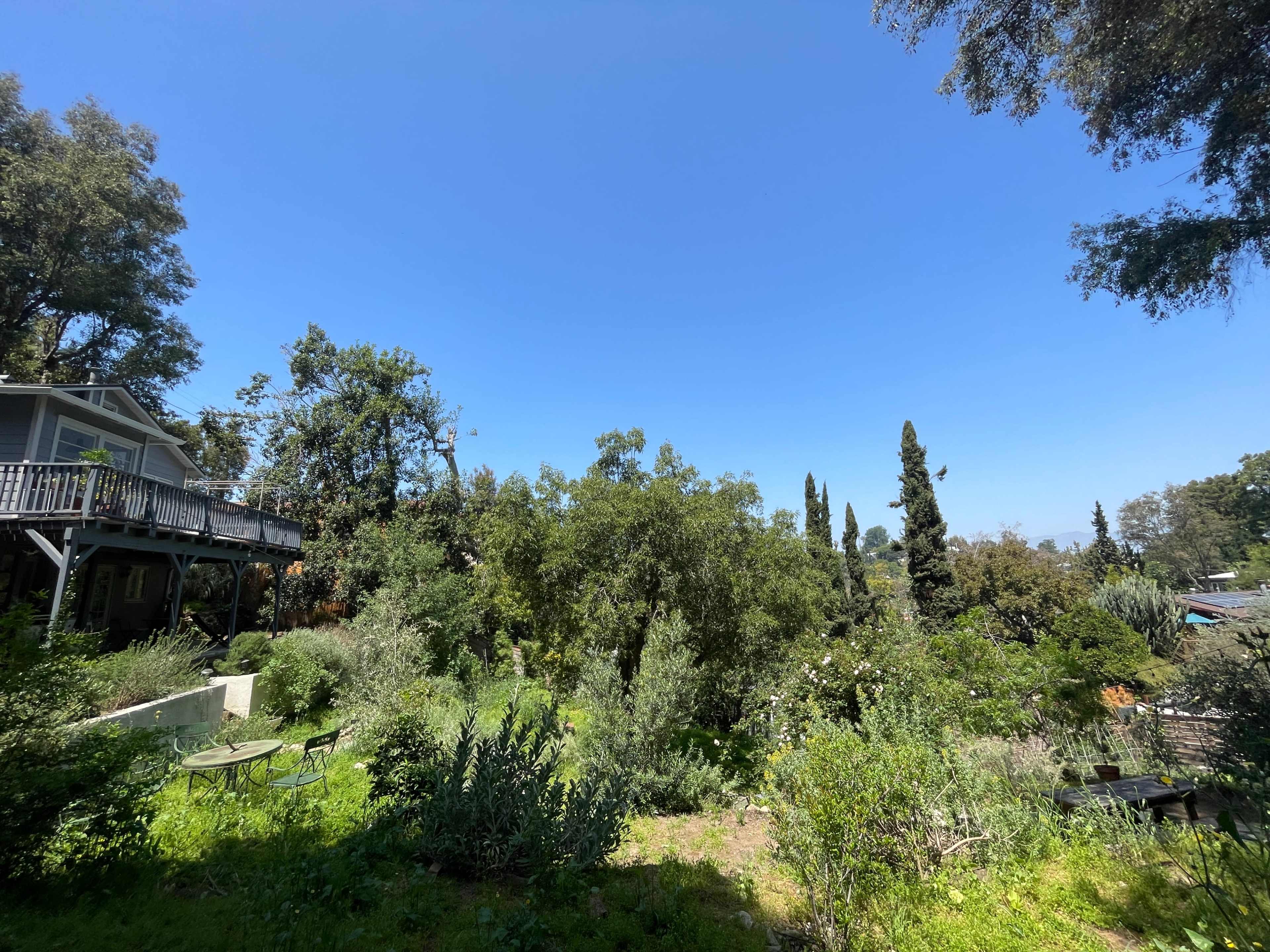 A spacious backyard filled with various trees and shrubs under a clear blue sky.