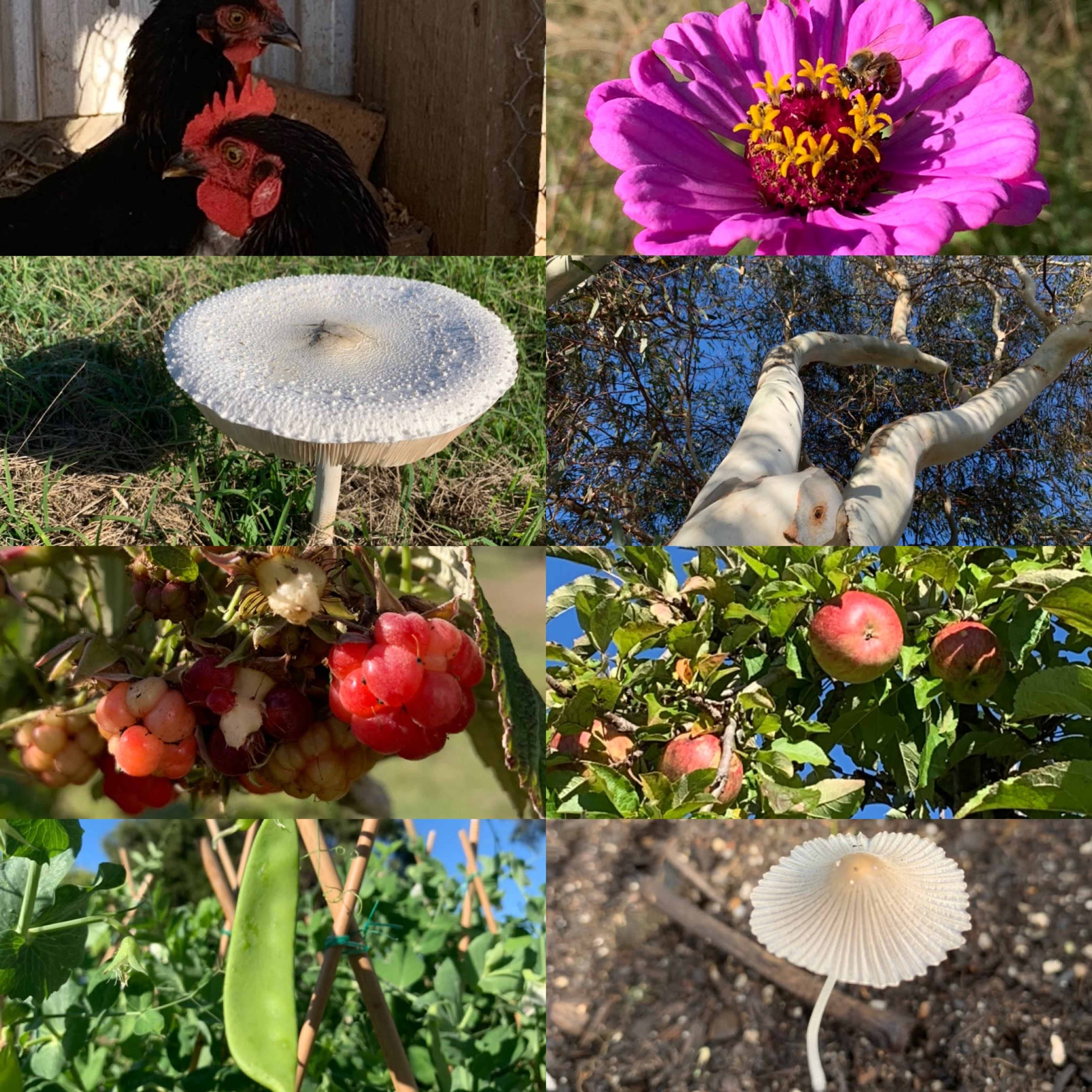 A collage of various farm scenes, including chickens, flowers, mushrooms, fruits, and vegetables.