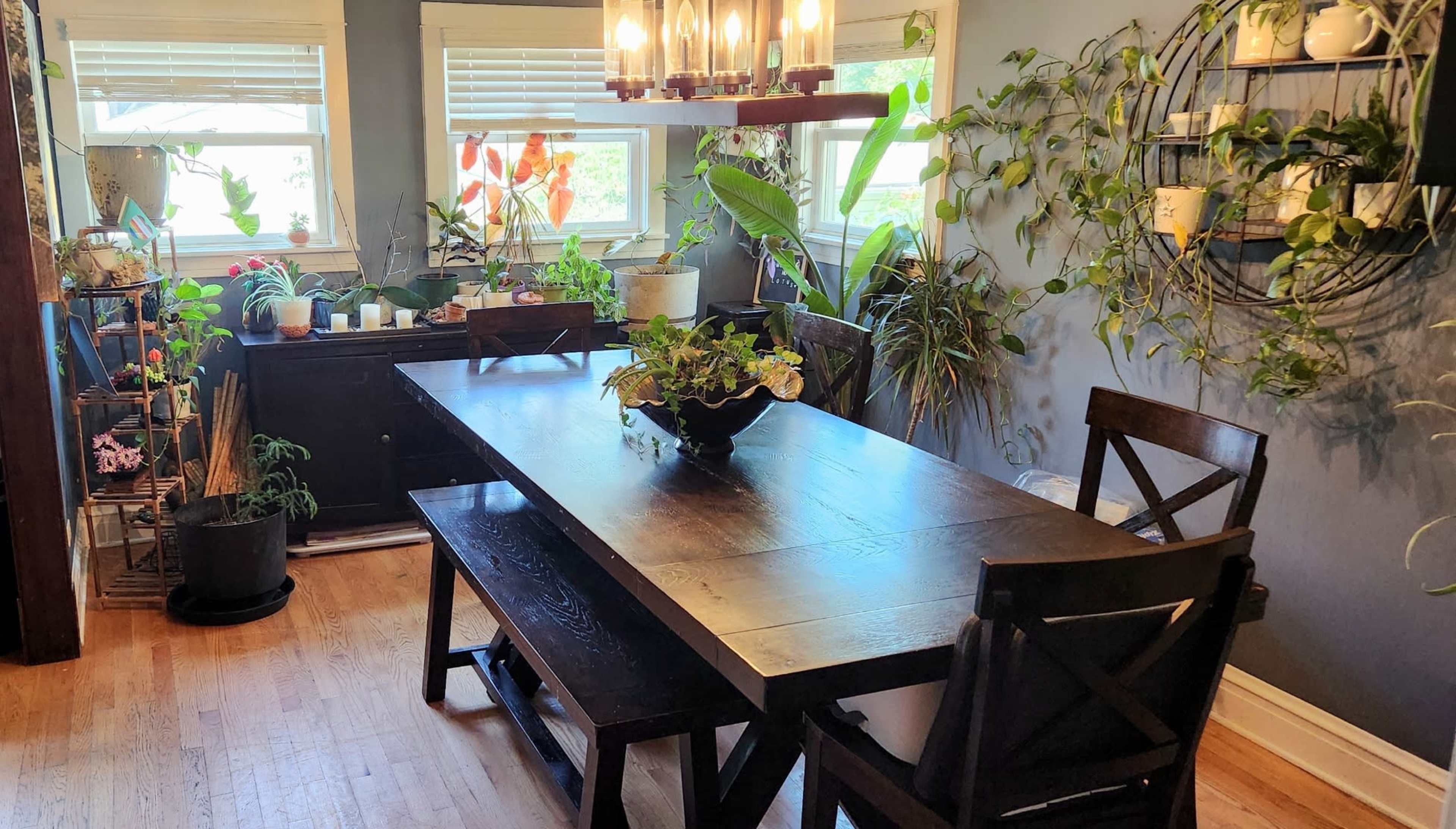A well-lit dining area features a large dark wooden table surrounded by black chairs, with numerous potted plants positioned on windowsills and shelves.