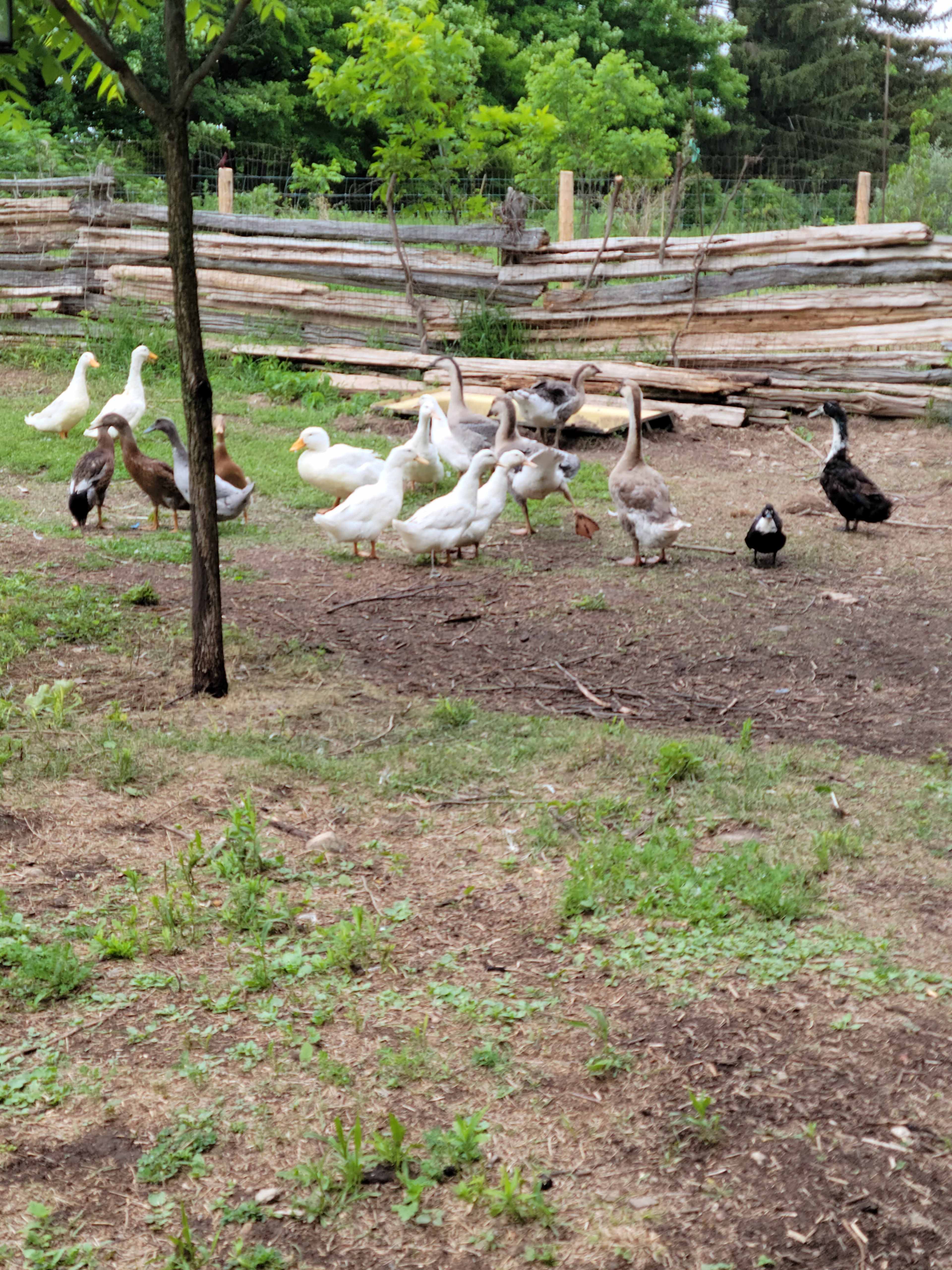 A group of various types of ducks and geese is gathered on the ground near a wooden fence in a farmyard.