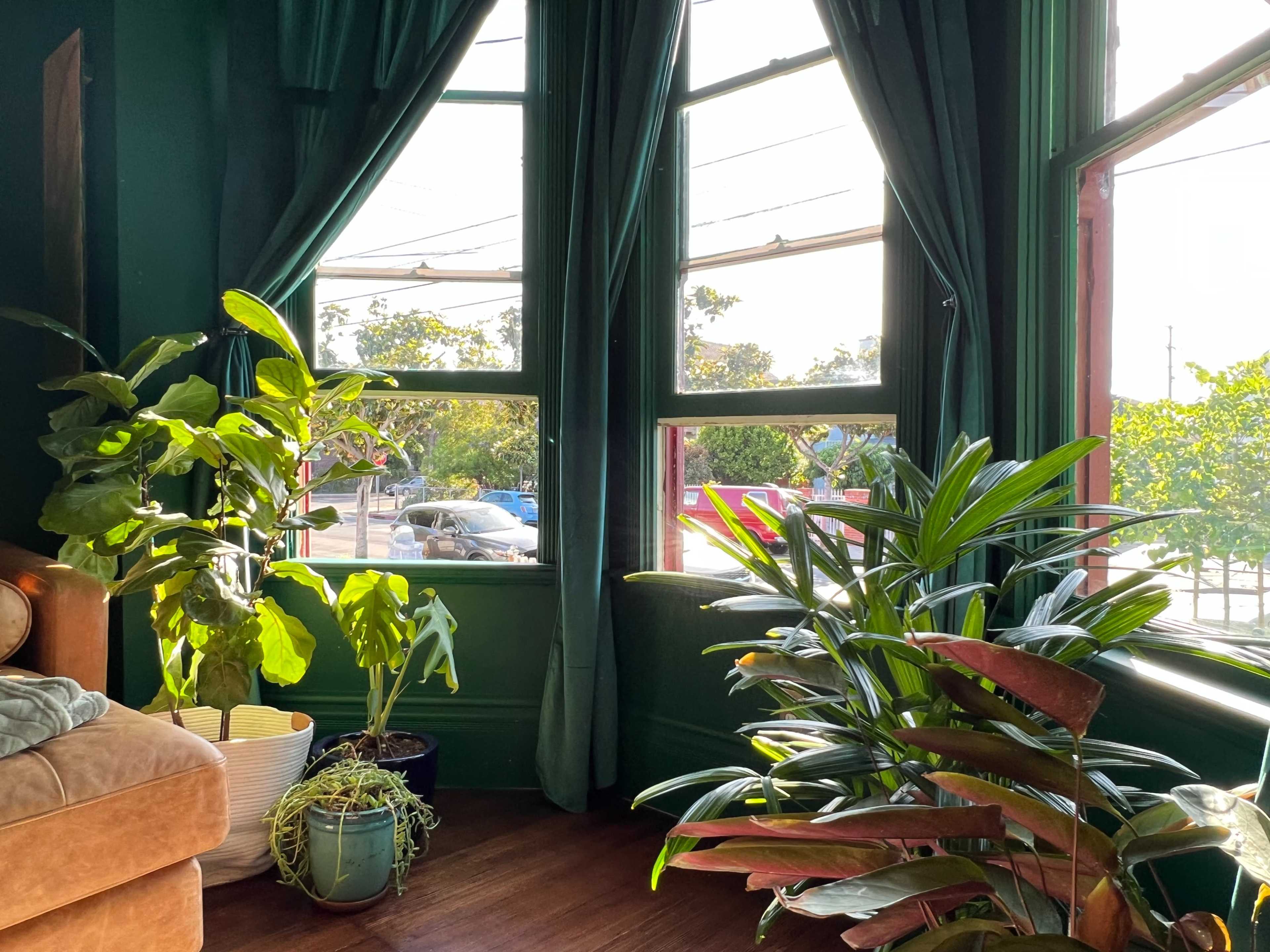 A cozy interior with large windows framed by green curtains, and various plants placed near a brown couch.