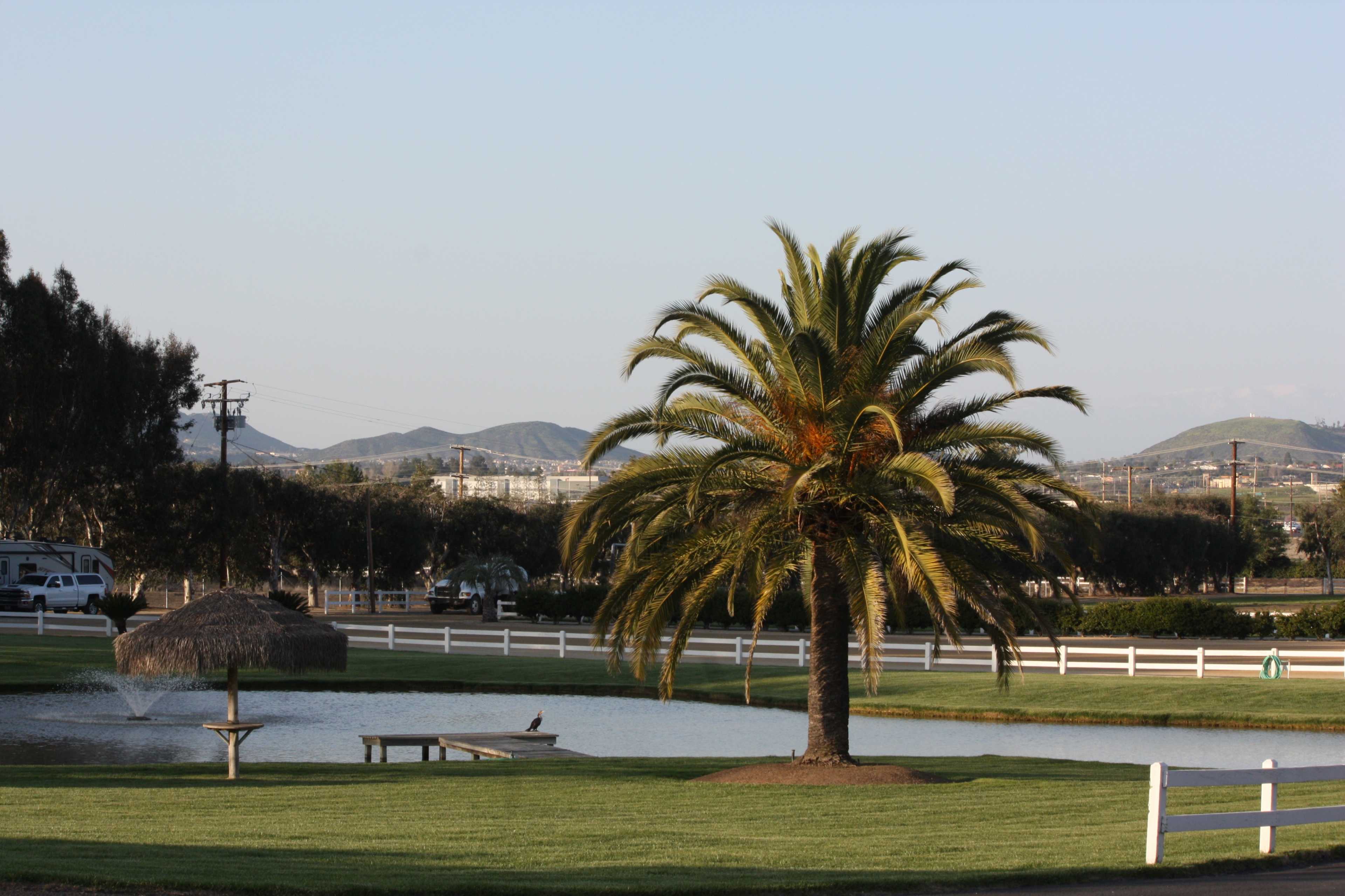 A tall palm tree stands next to a small pond with a gazebo, surrounded by green grass and distant hills.