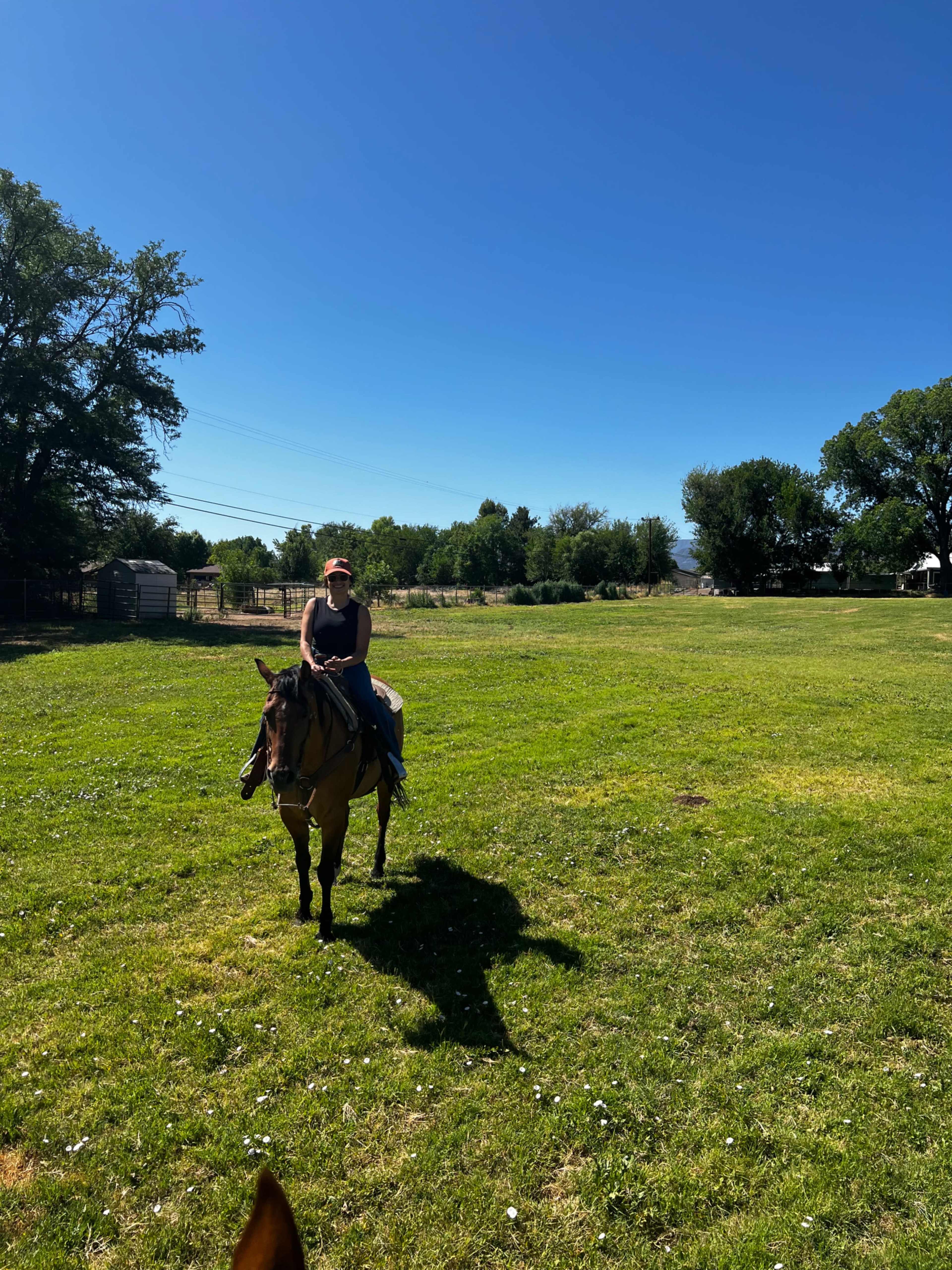 Country Pasture with 3 beautiful horses Image in , Camp Verde, AZ