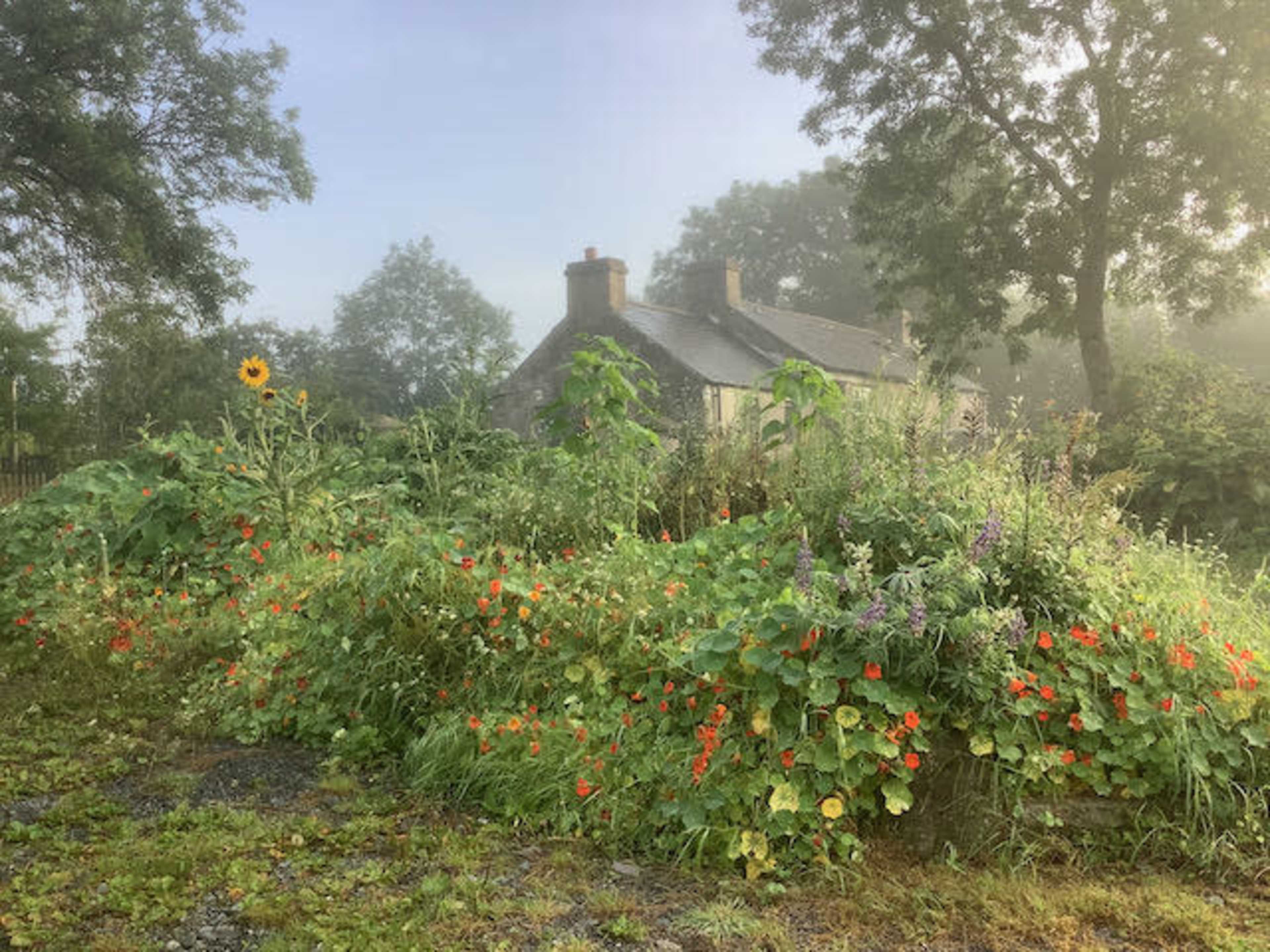 A foggy morning scene shows a house partially obscured by tall plants and vibrant flowers in the foreground.