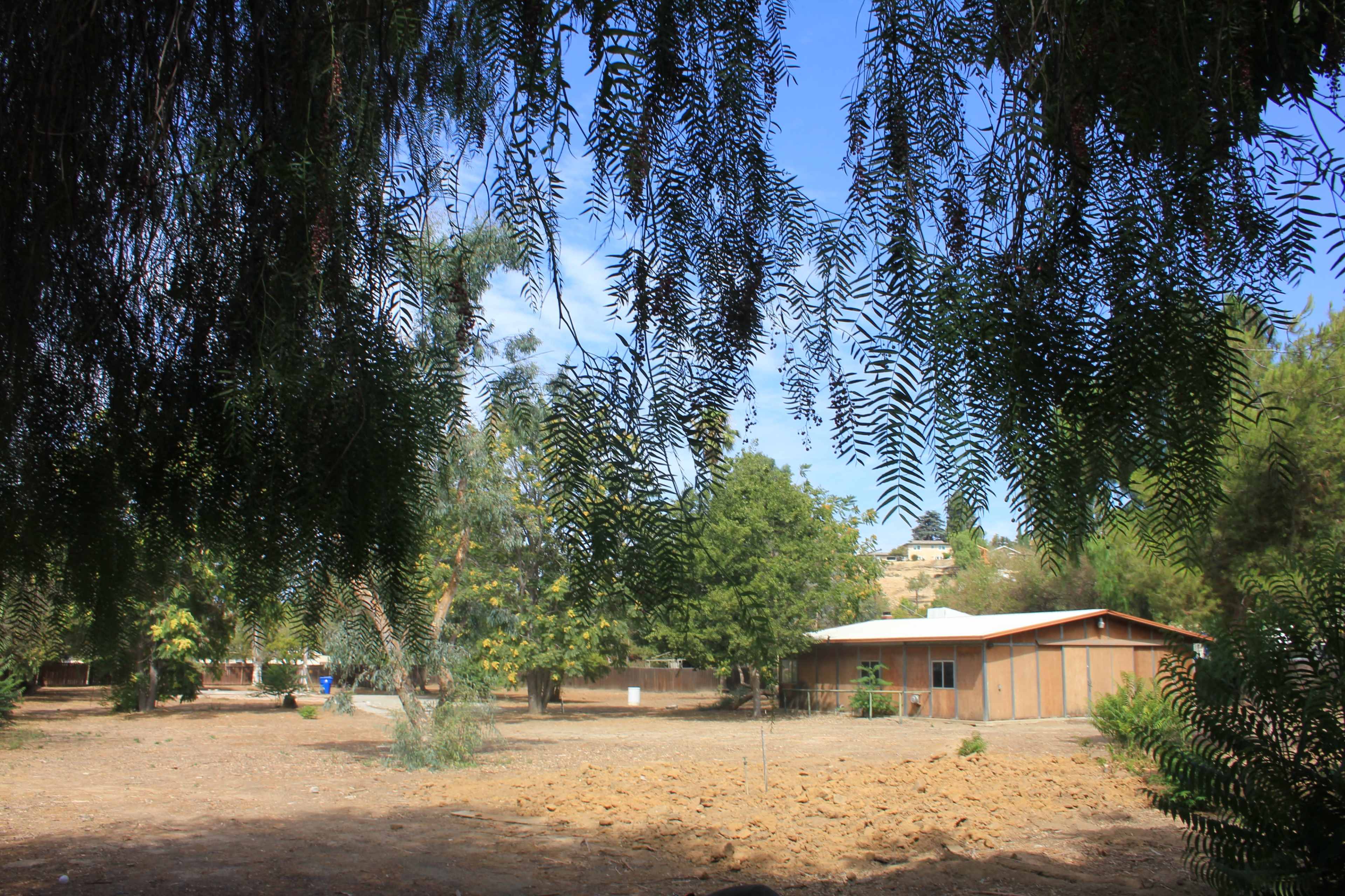 A cluster of trees frames a clearing with a single-story wooden building in the background.