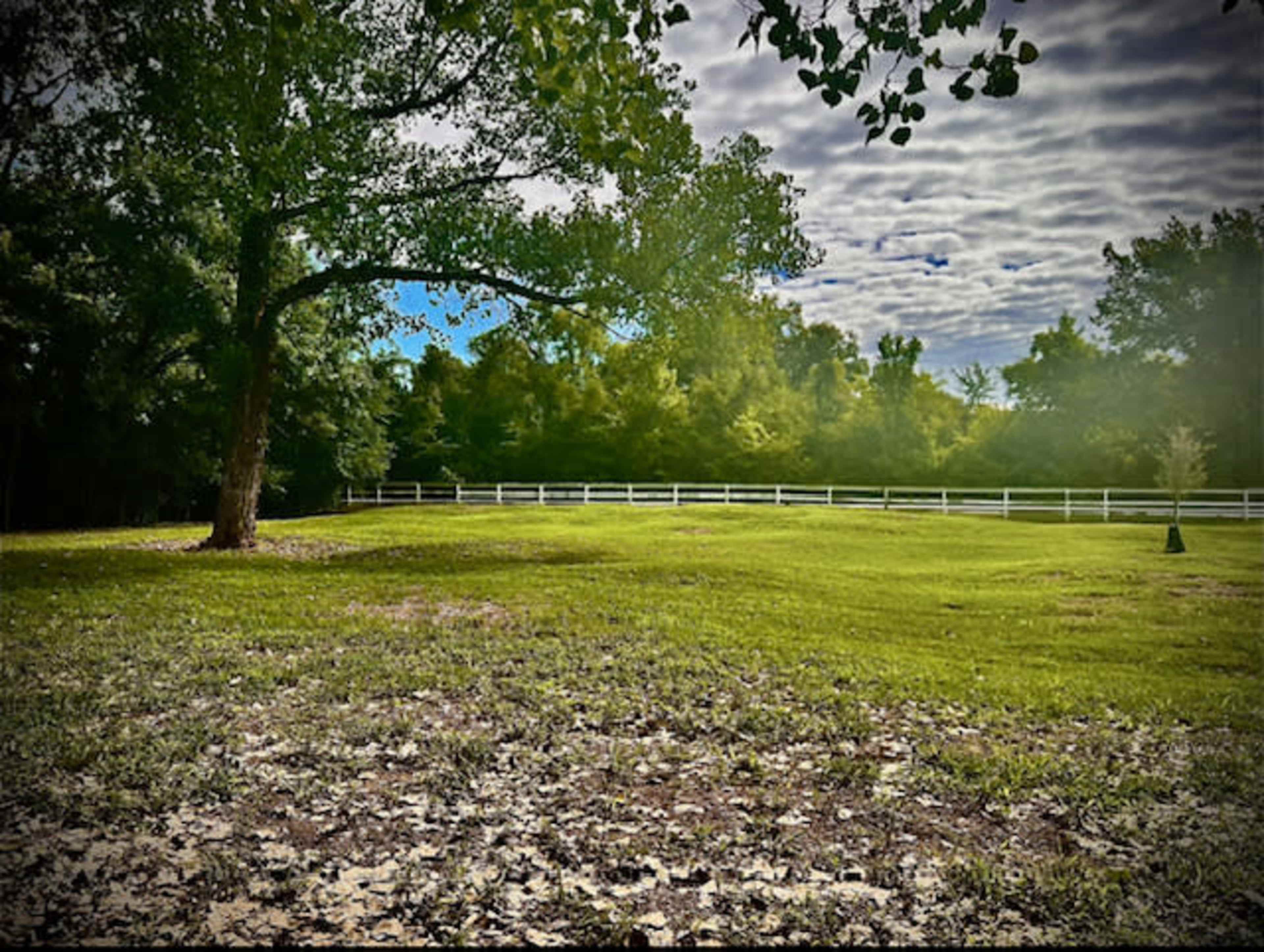 A grassy field with a large tree on the left and a white fence in the background.