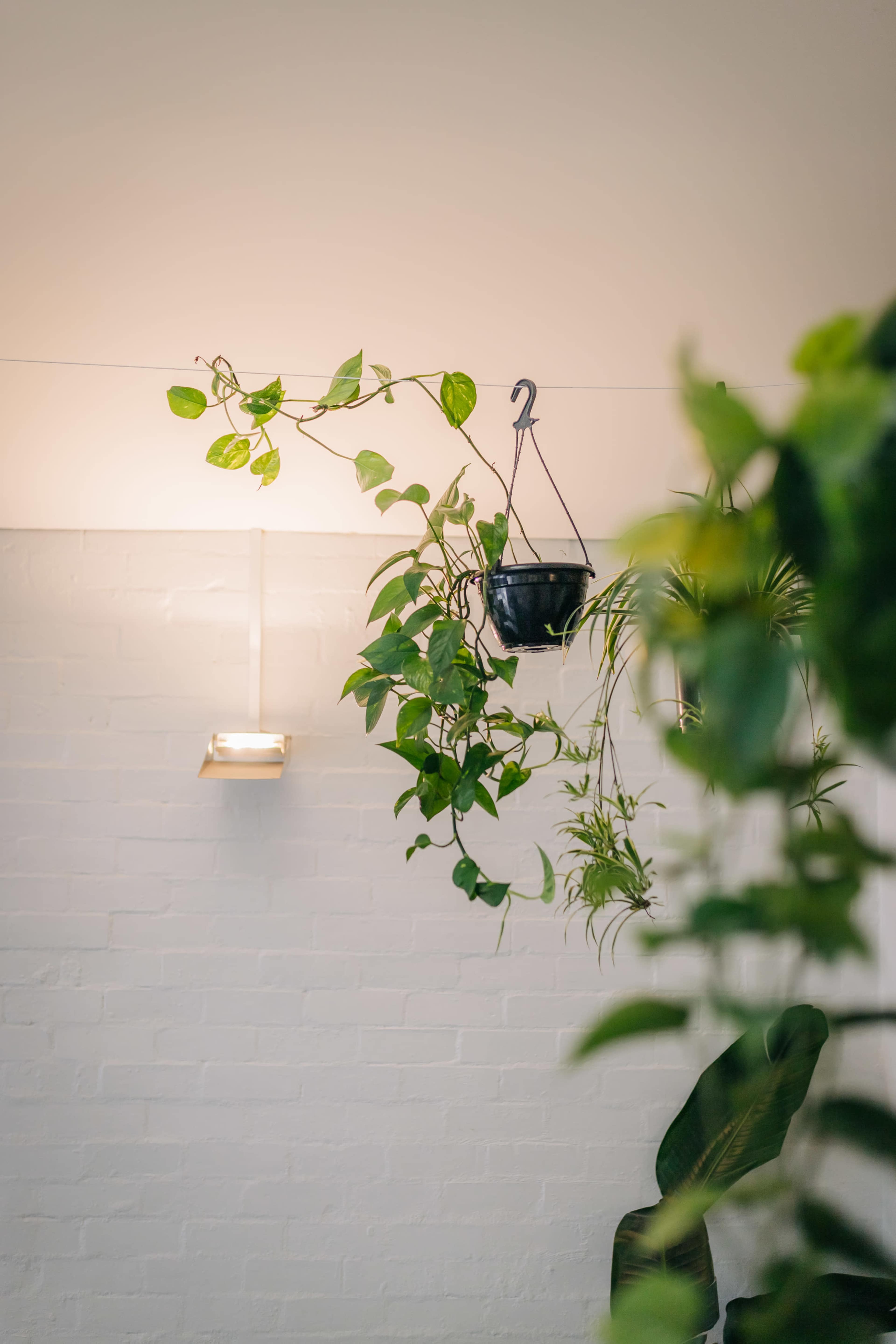 A hanging planter with trailing vines is suspended against a white wall, illuminated by a light fixture.