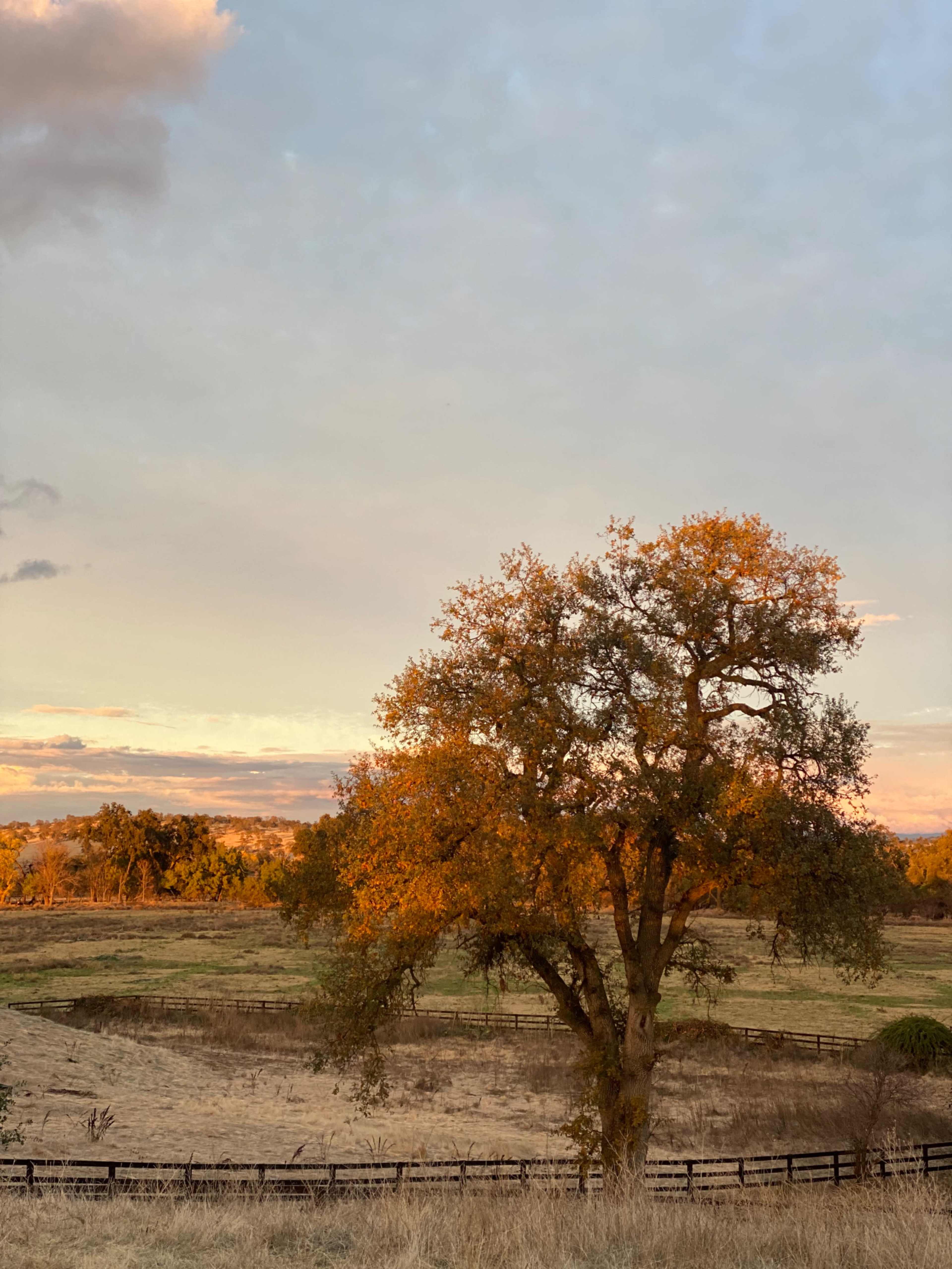 A solitary tree with autumn-colored leaves stands in a grassy field under a partly cloudy sky.