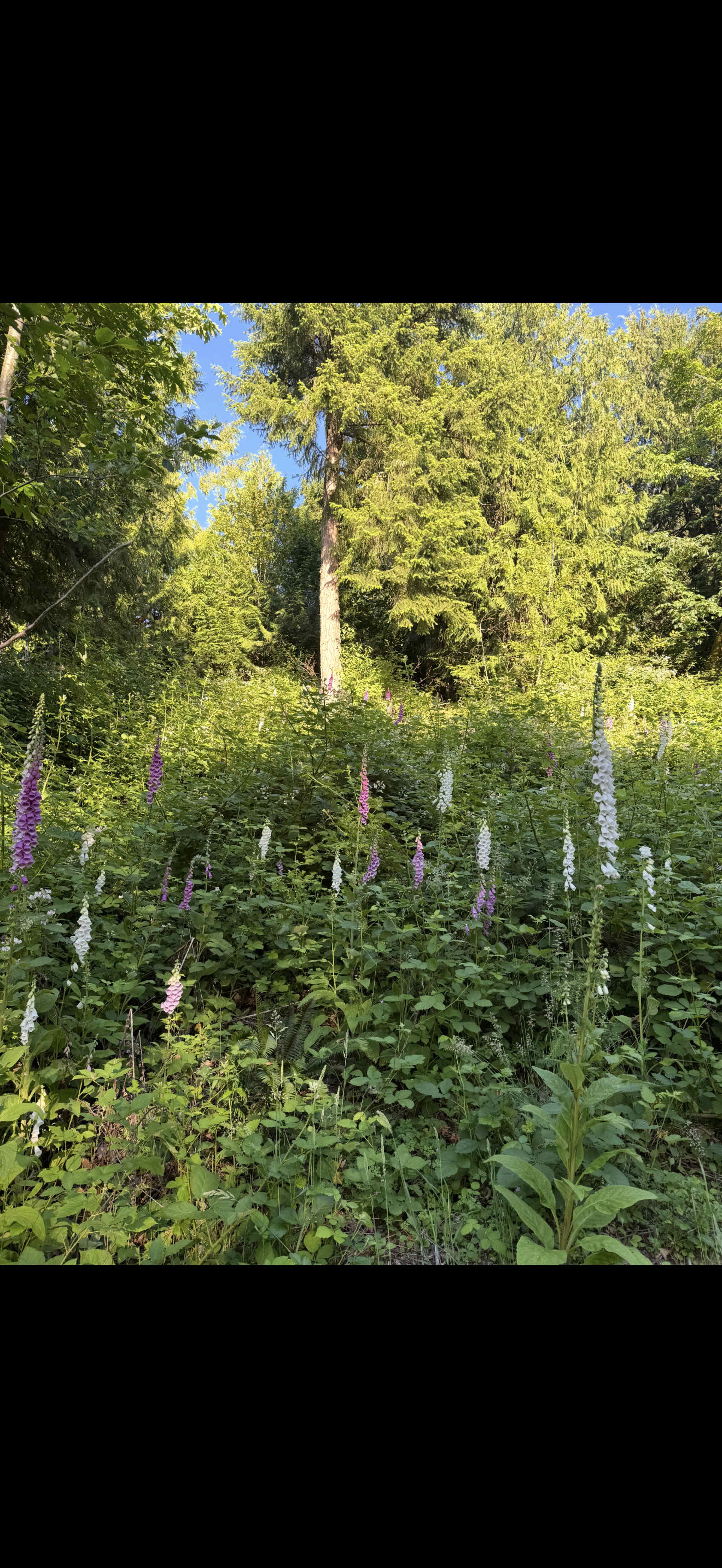 A dense patch of green foliage features tall, flowering plants in shades of pink, white, and purple against a backdrop of trees and blue sky.