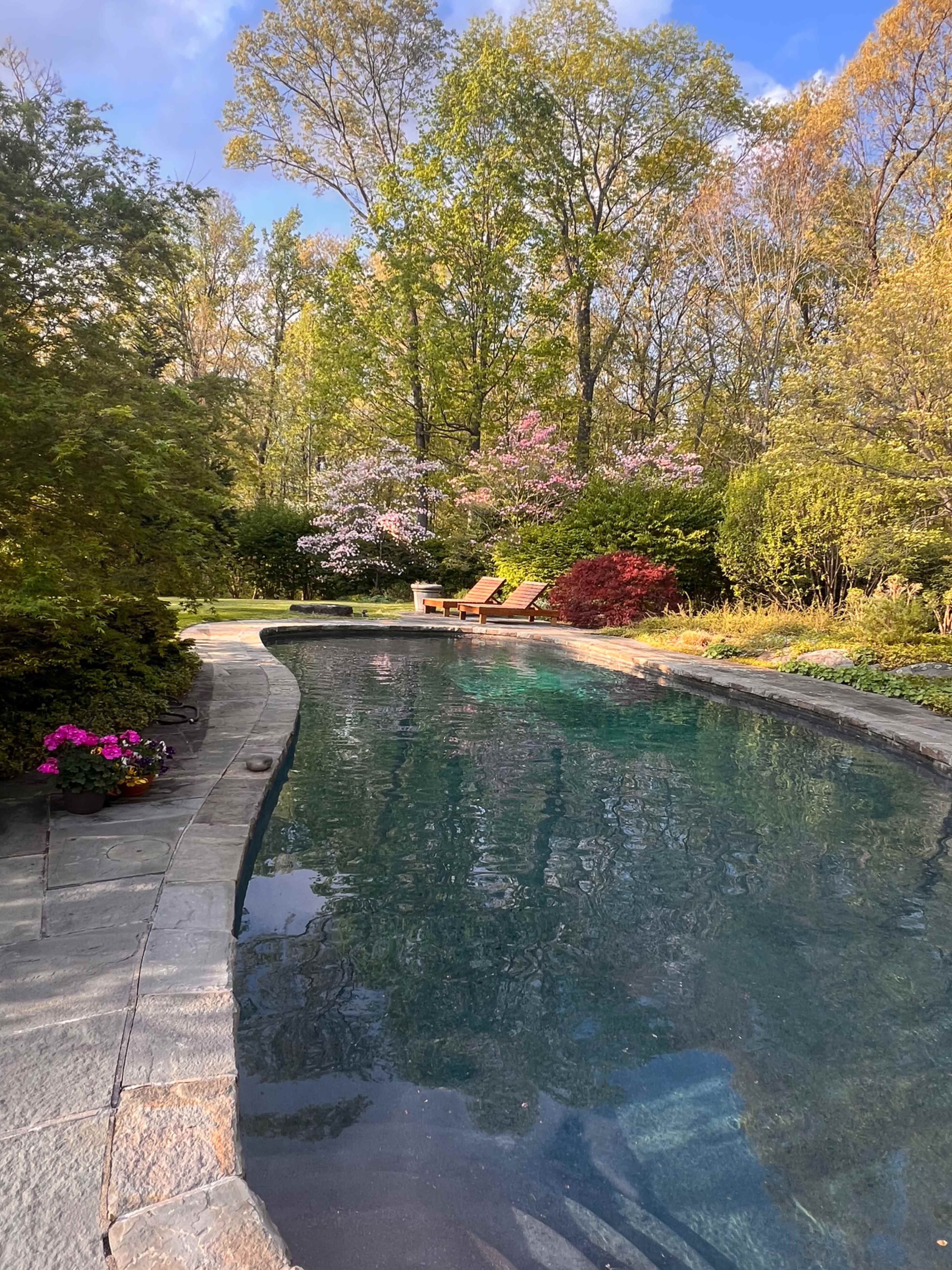 A clear swimming pool is surrounded by lush greenery and blooming trees in a tranquil outdoor space.