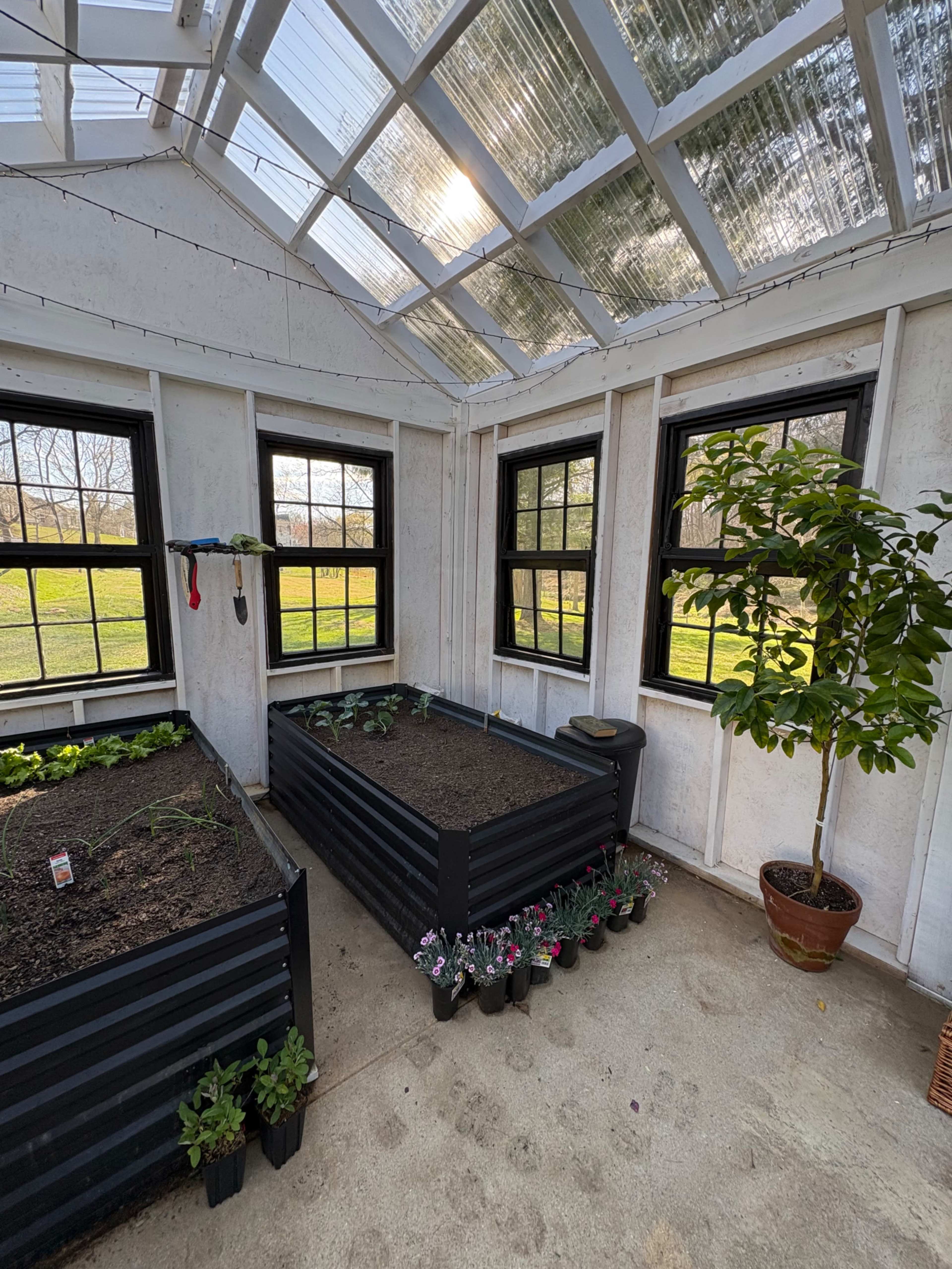 The image shows an interior of a greenhouse with raised planting beds, various plants in pots, and large windows allowing light to enter.
