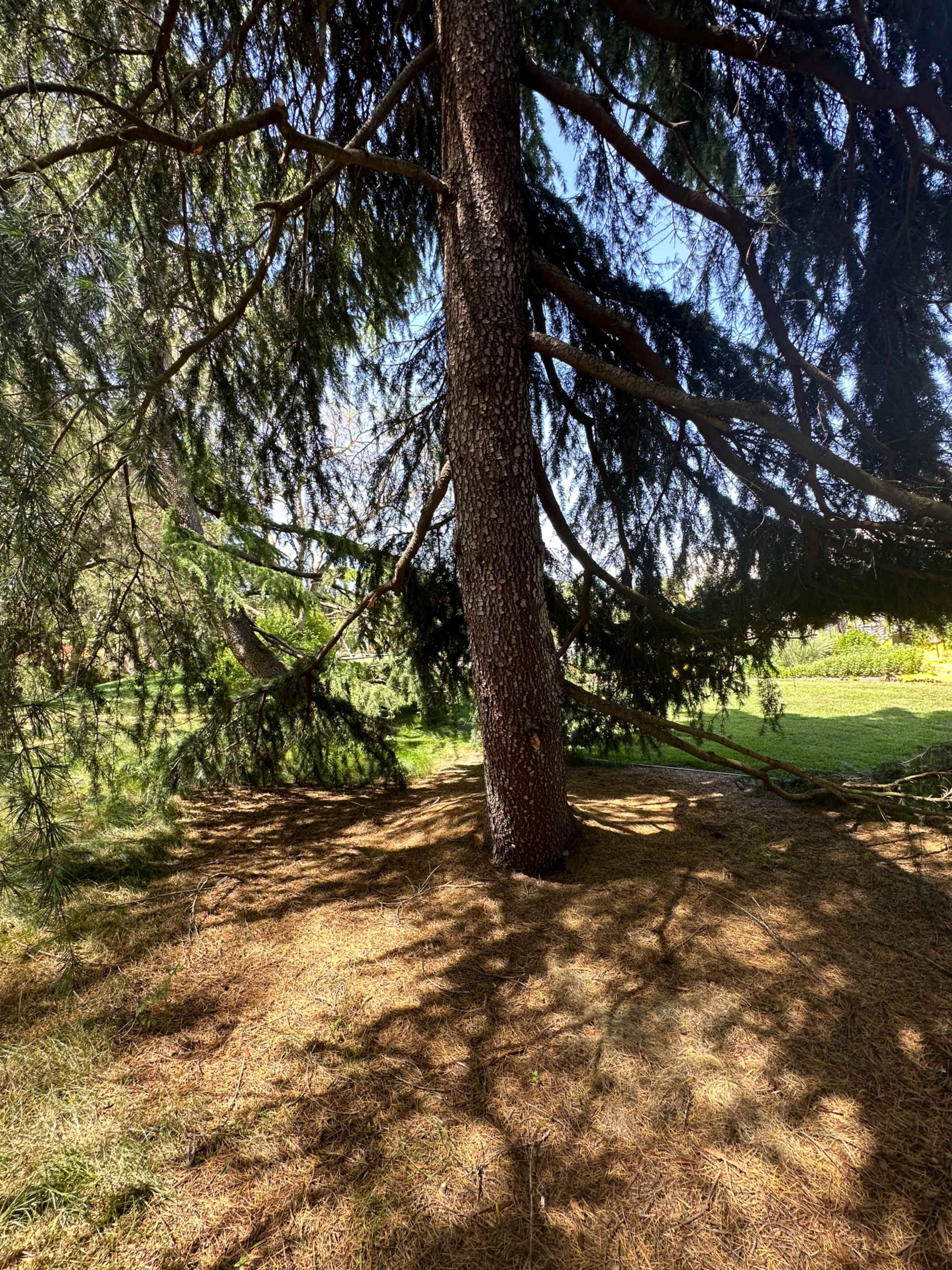 A large tree with a textured trunk and sprawling branches casting shadows on the ground.