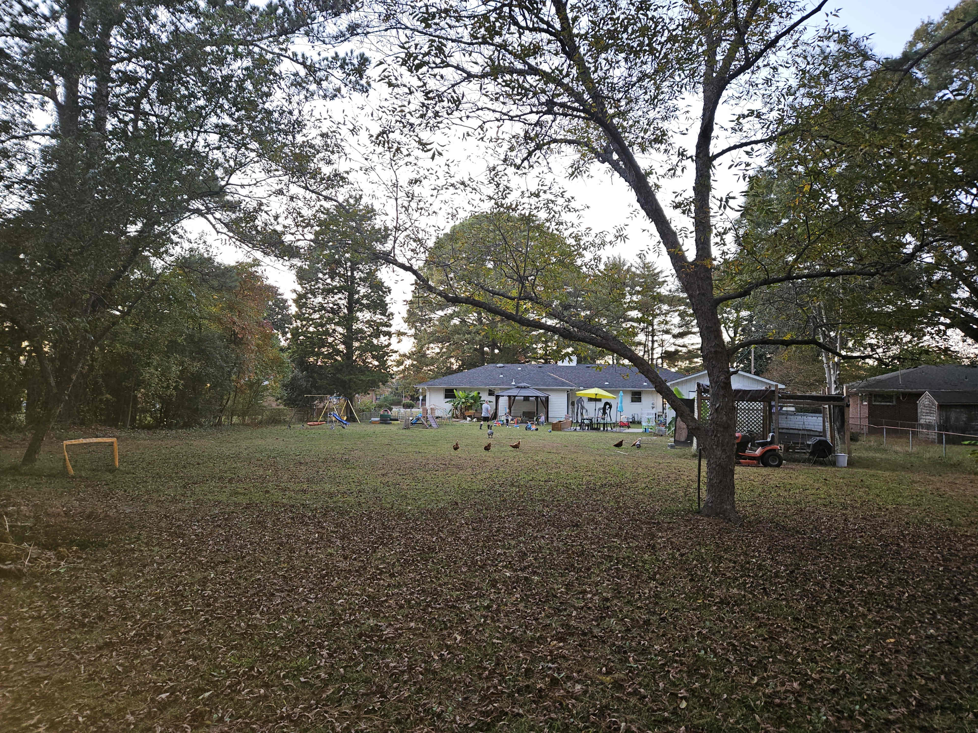 A backyard scene features a house surrounded by trees, with a playset, a lawn, and several ducks foraging on the ground.