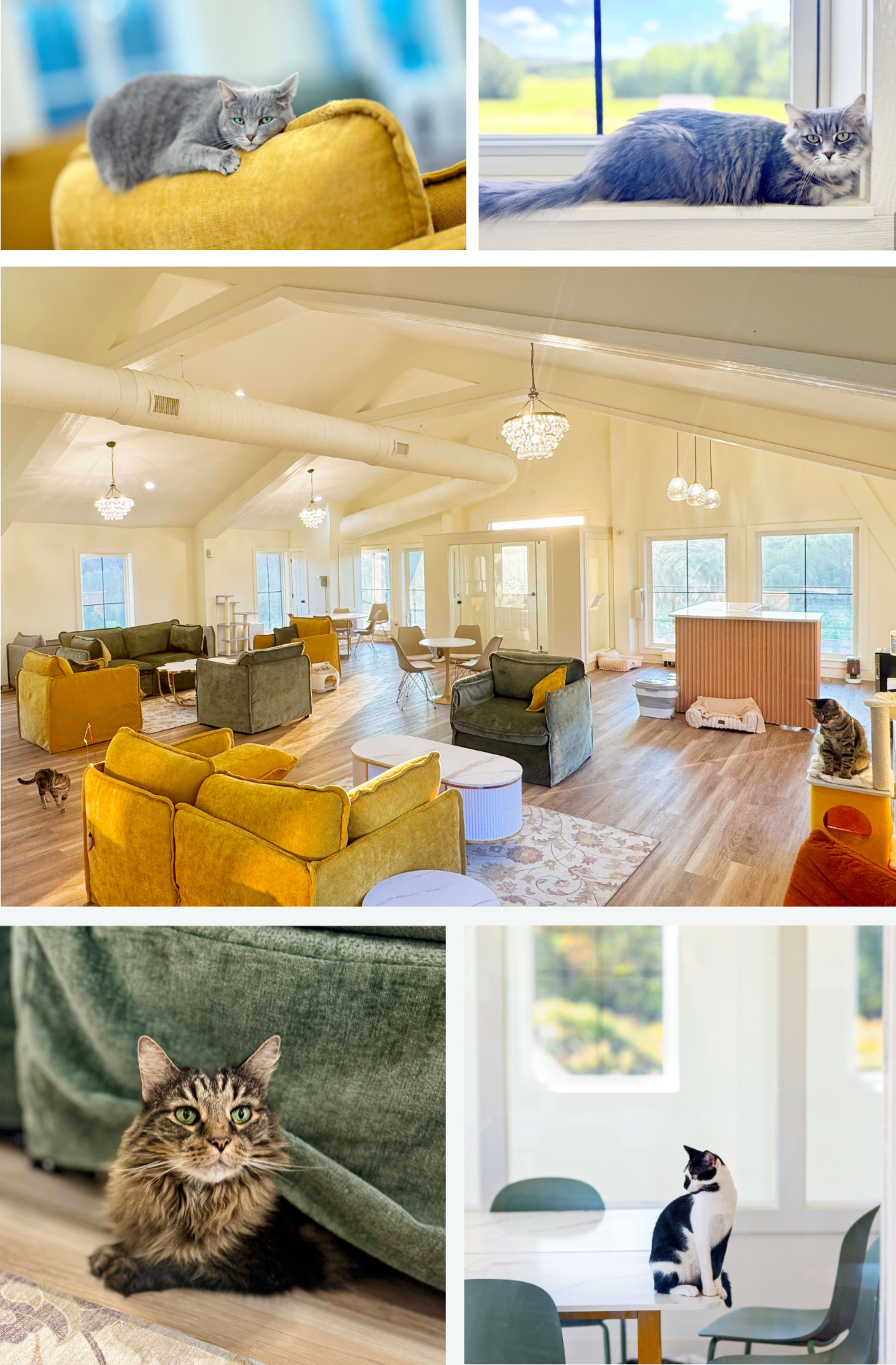 The image features a cozy, modern interior space with various seating arrangements and multiple cats resting or exploring the environment.
