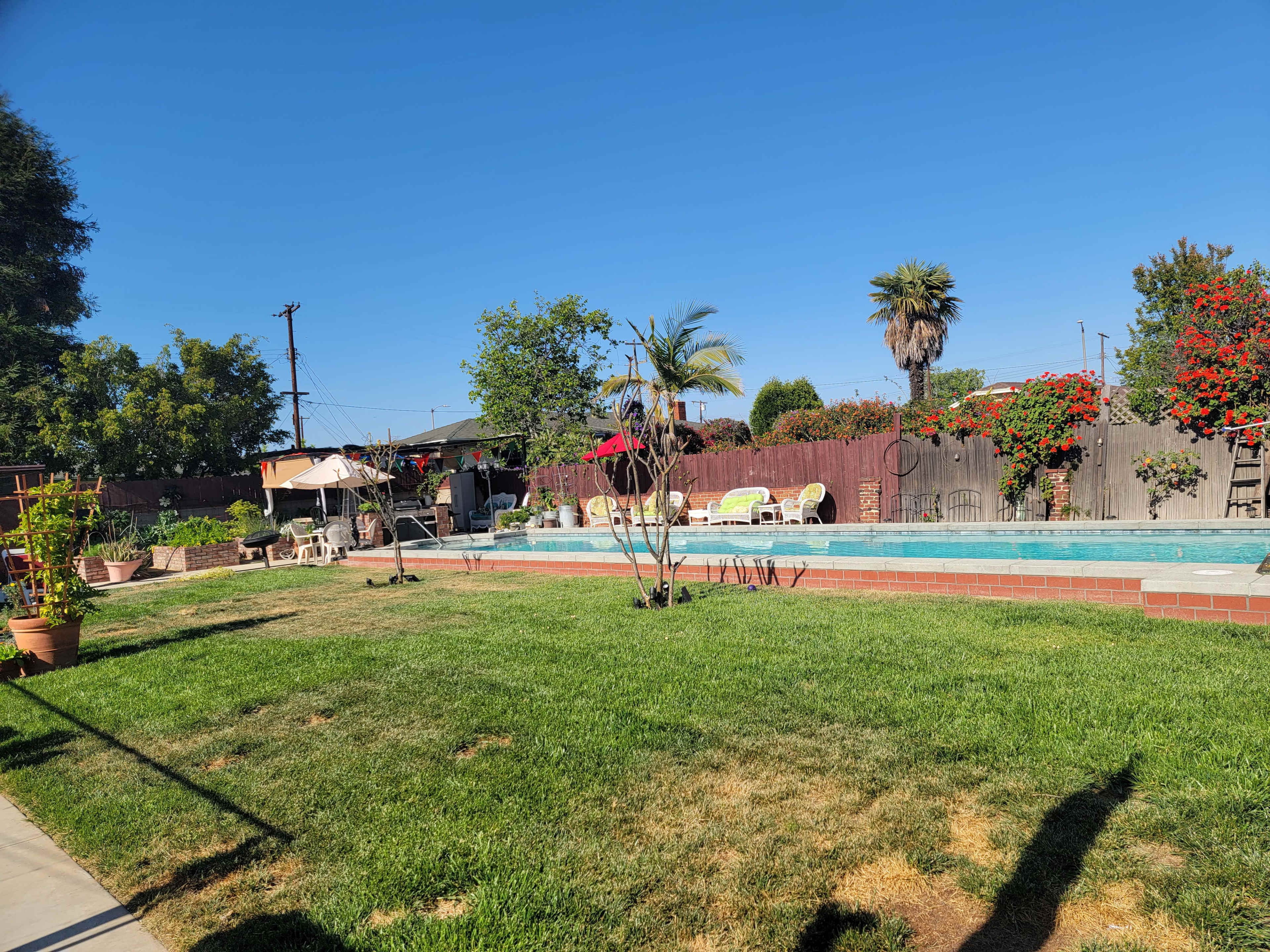 A backyard with a swimming pool surrounded by green grass, lounge chairs, and potted plants under a clear blue sky.