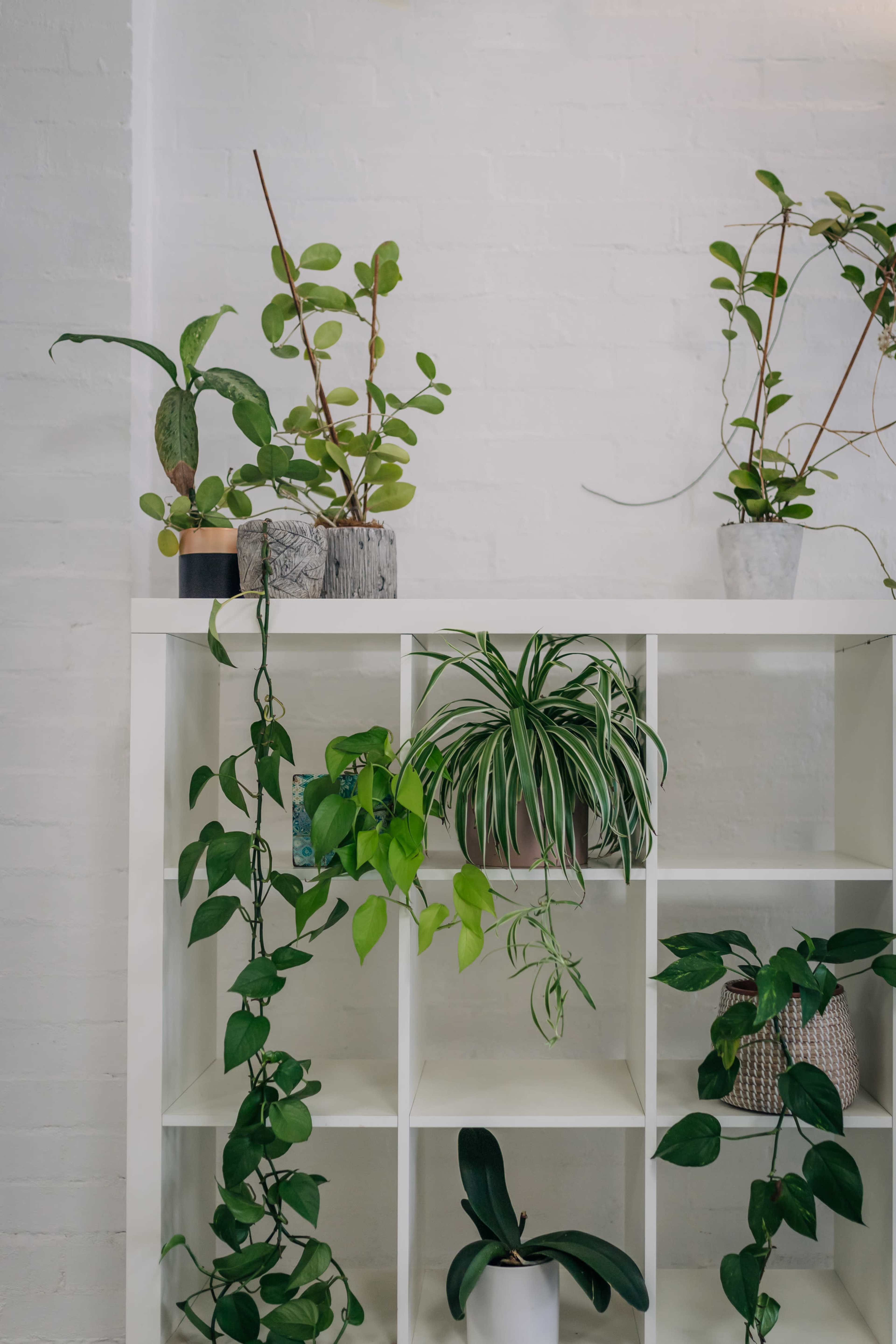 A white shelving unit displays various potted plants against a white brick wall.