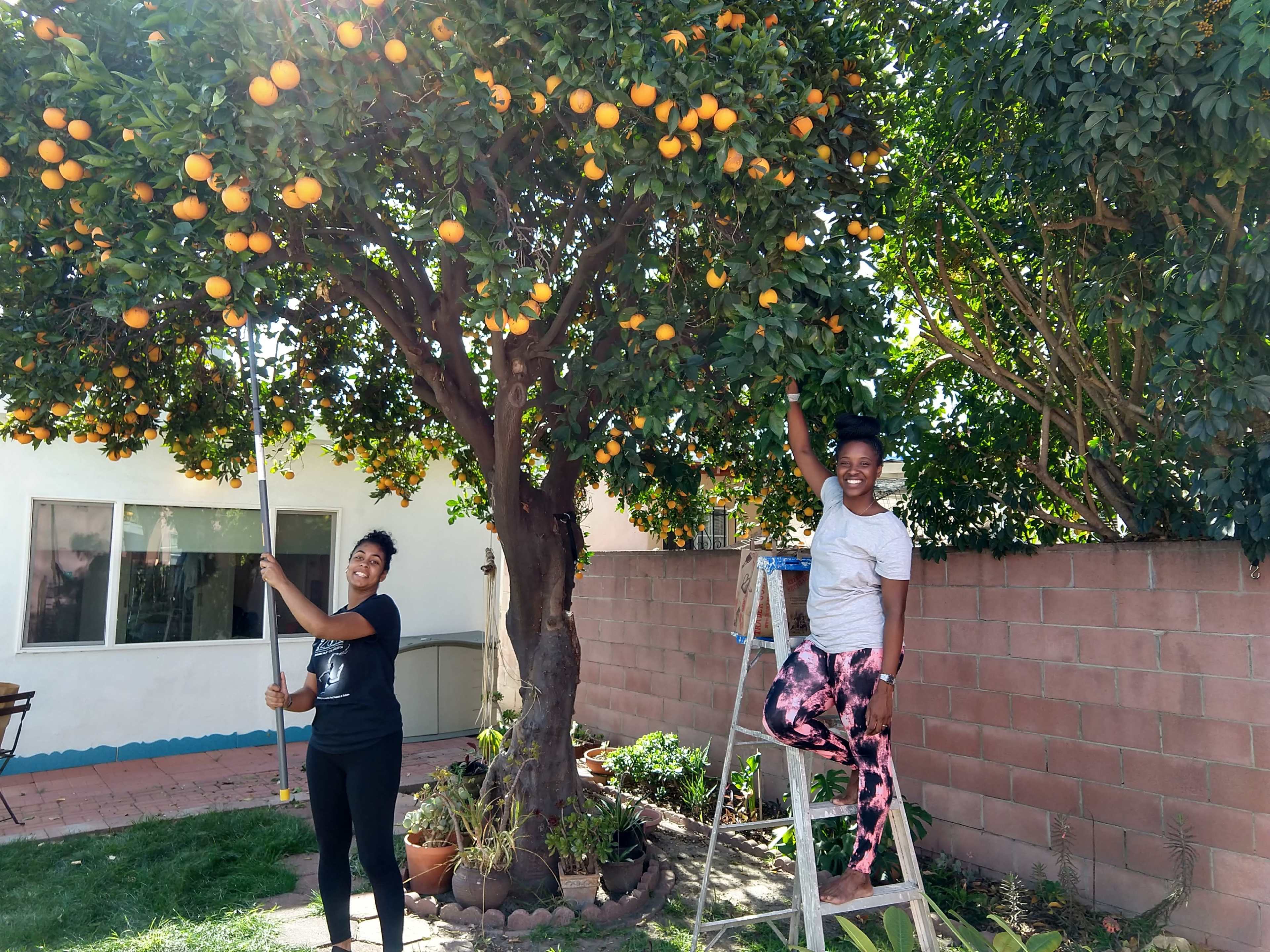 Two women are harvesting oranges from a tree in a backyard while one stands on a ladder and the other uses a pole to reach the fruit.