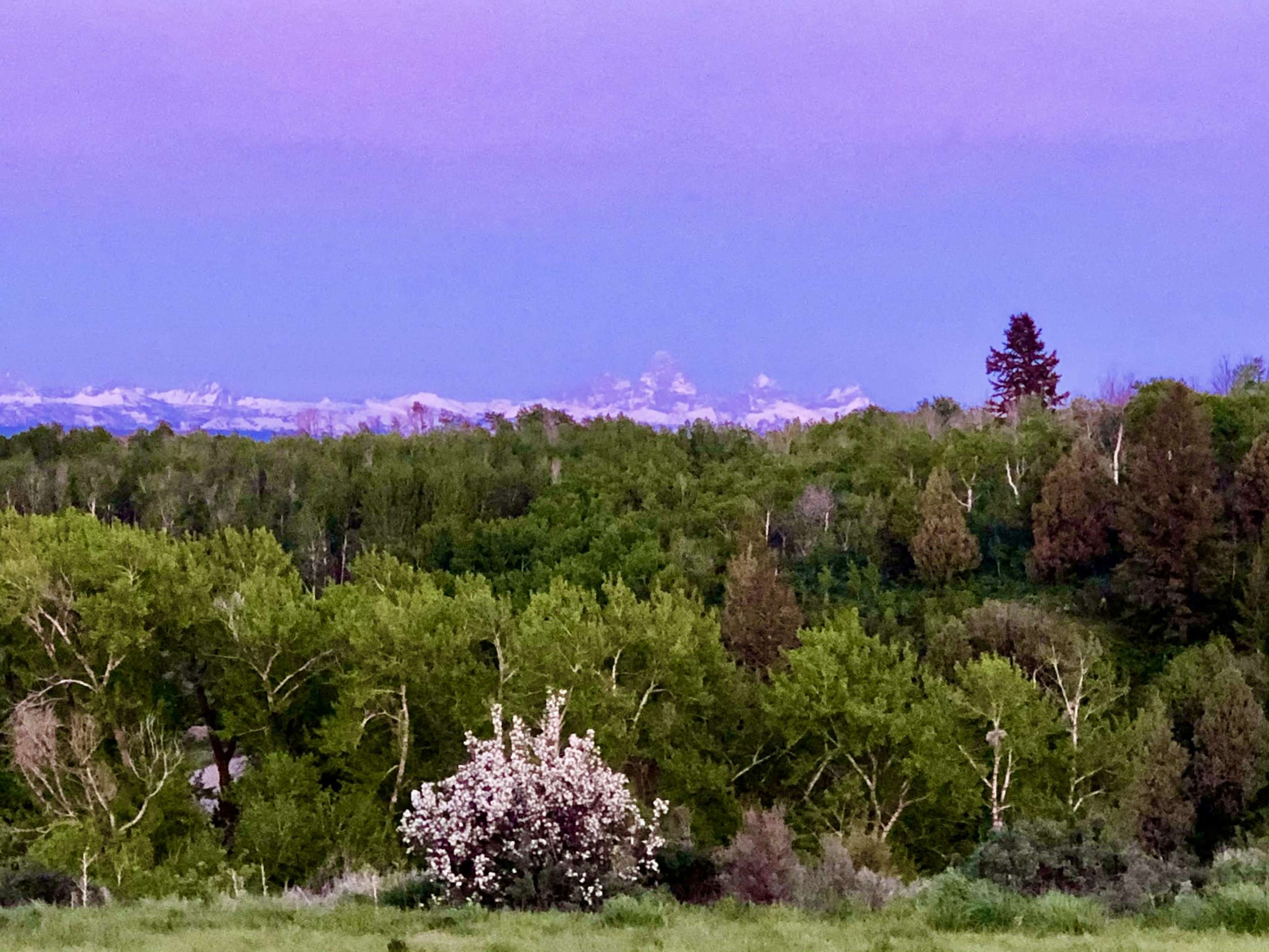 A flowering tree stands in the foreground, surrounded by lush green foliage, with snow-capped mountains visible in the distance against a twilight sky.
