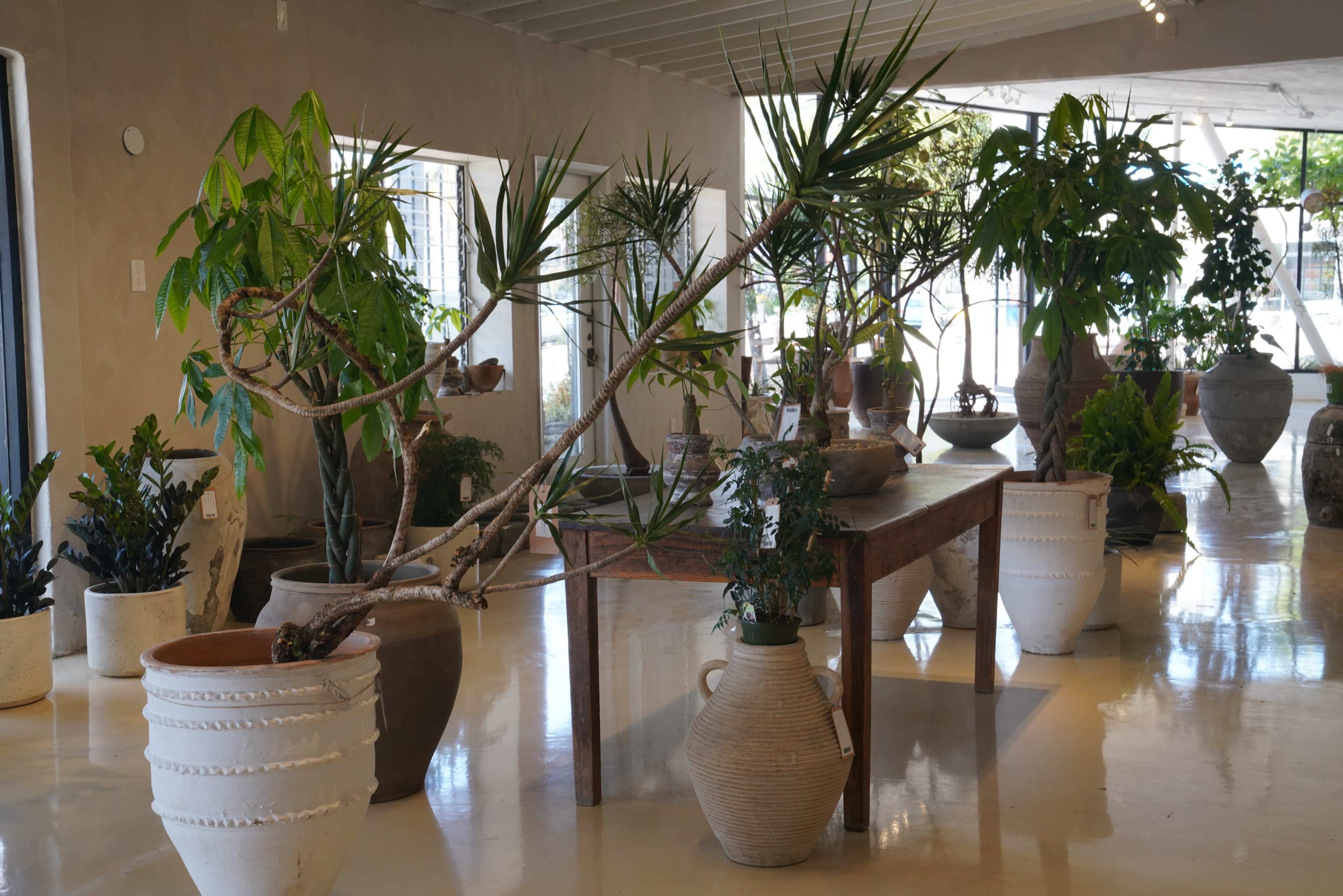 The scene features a bright indoor space filled with various potted plants and decorative pottery arranged around a wooden table.