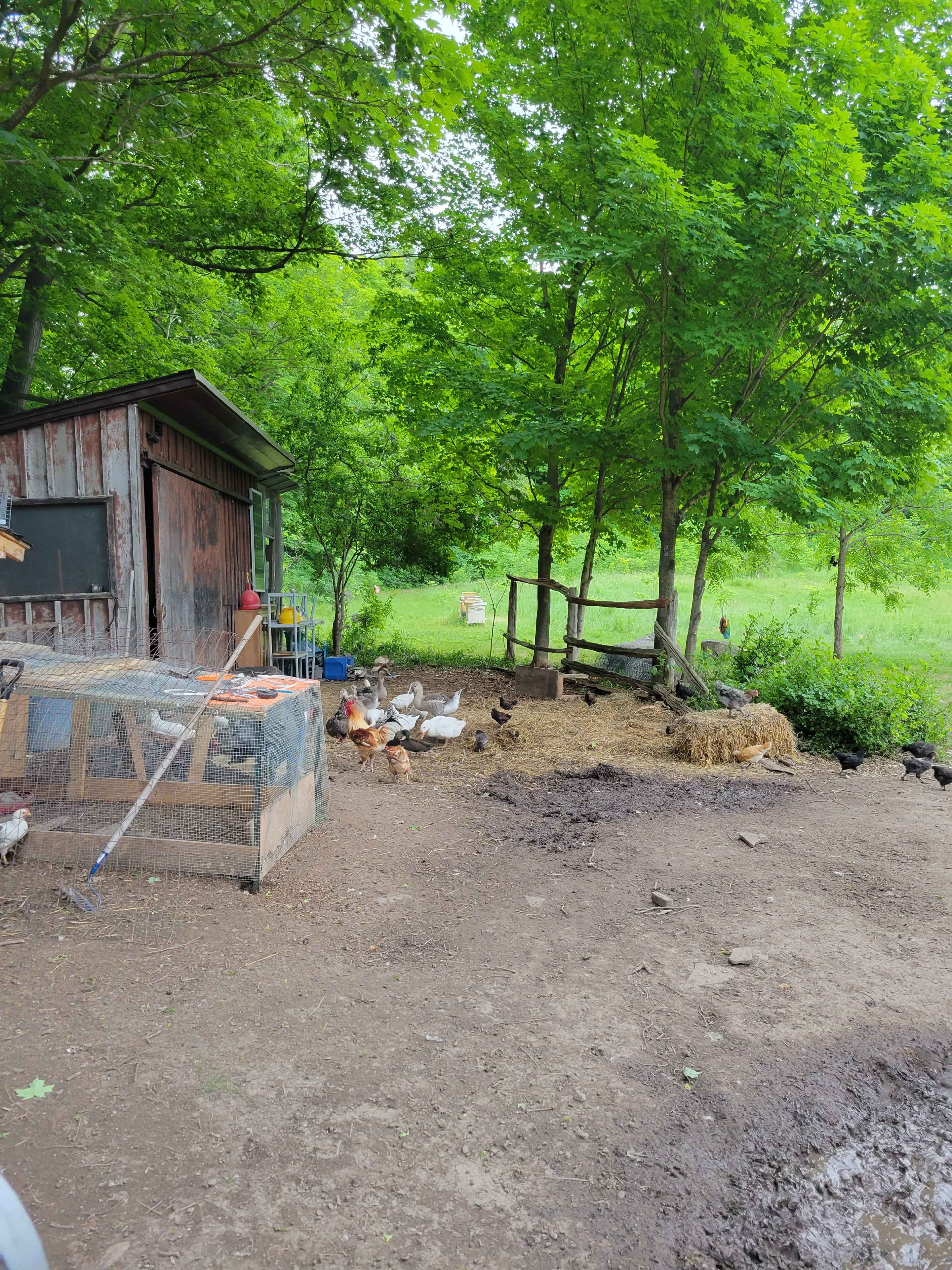 A variety of poultry, including chickens and ducks, are gathered around their coop near a grassy area with trees.