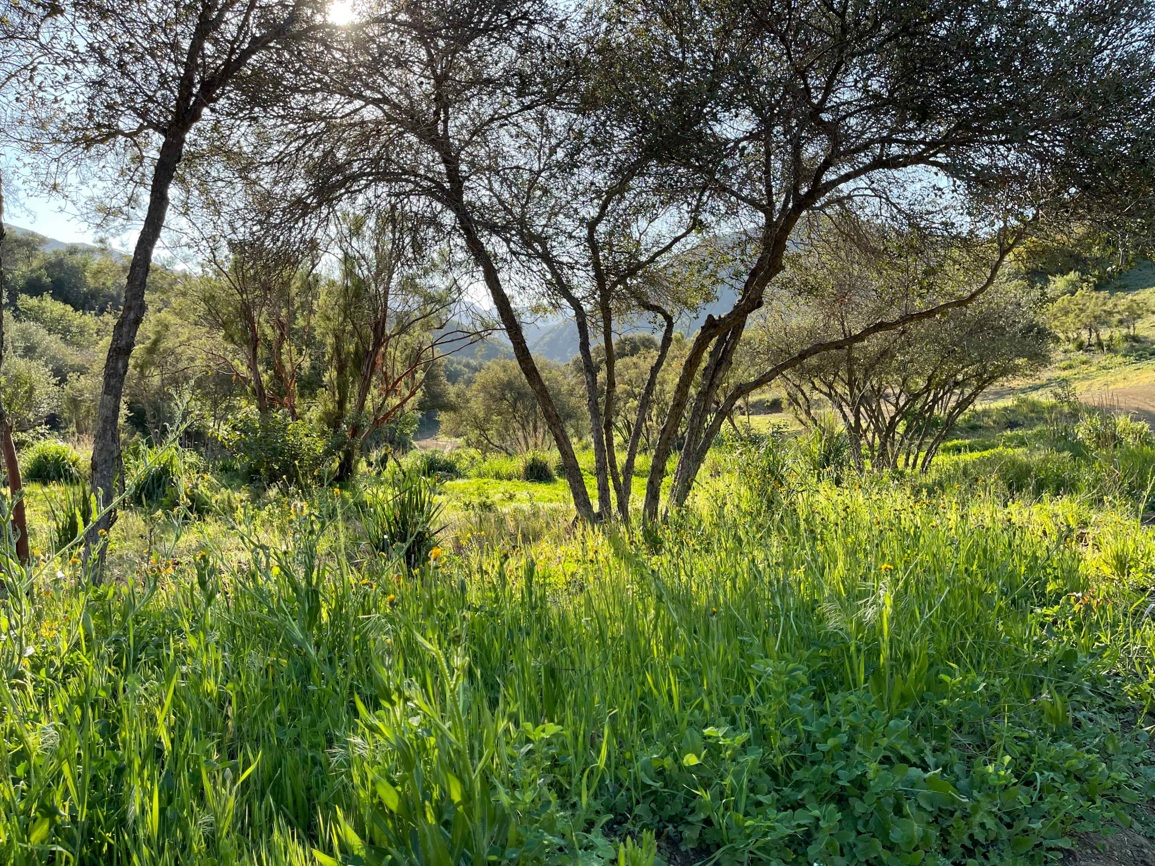 A lush green landscape with several trees surrounded by tall grass and various plants under a clear sky.