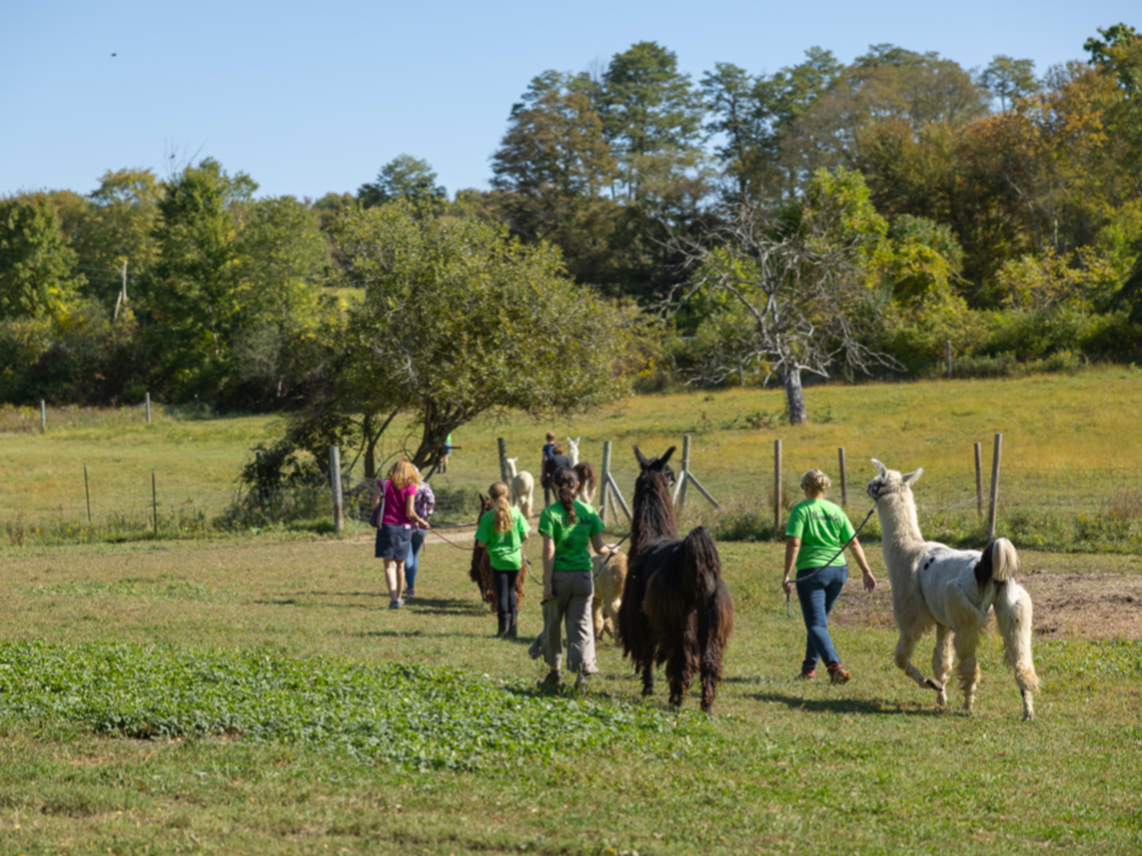 Llama/Alpaca Hike
