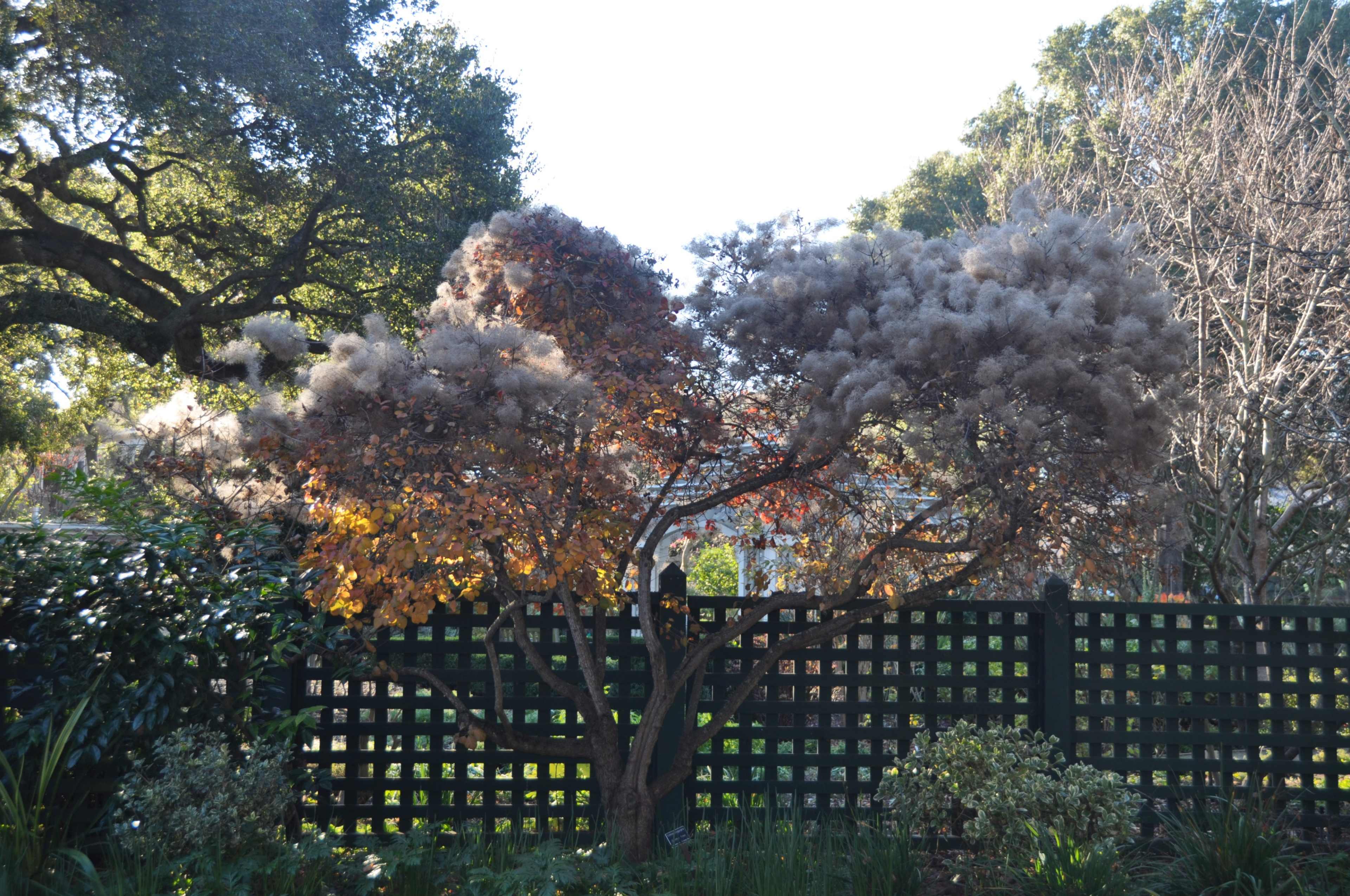 A tree with colorful foliage stands behind a wooden lattice fence in a garden.