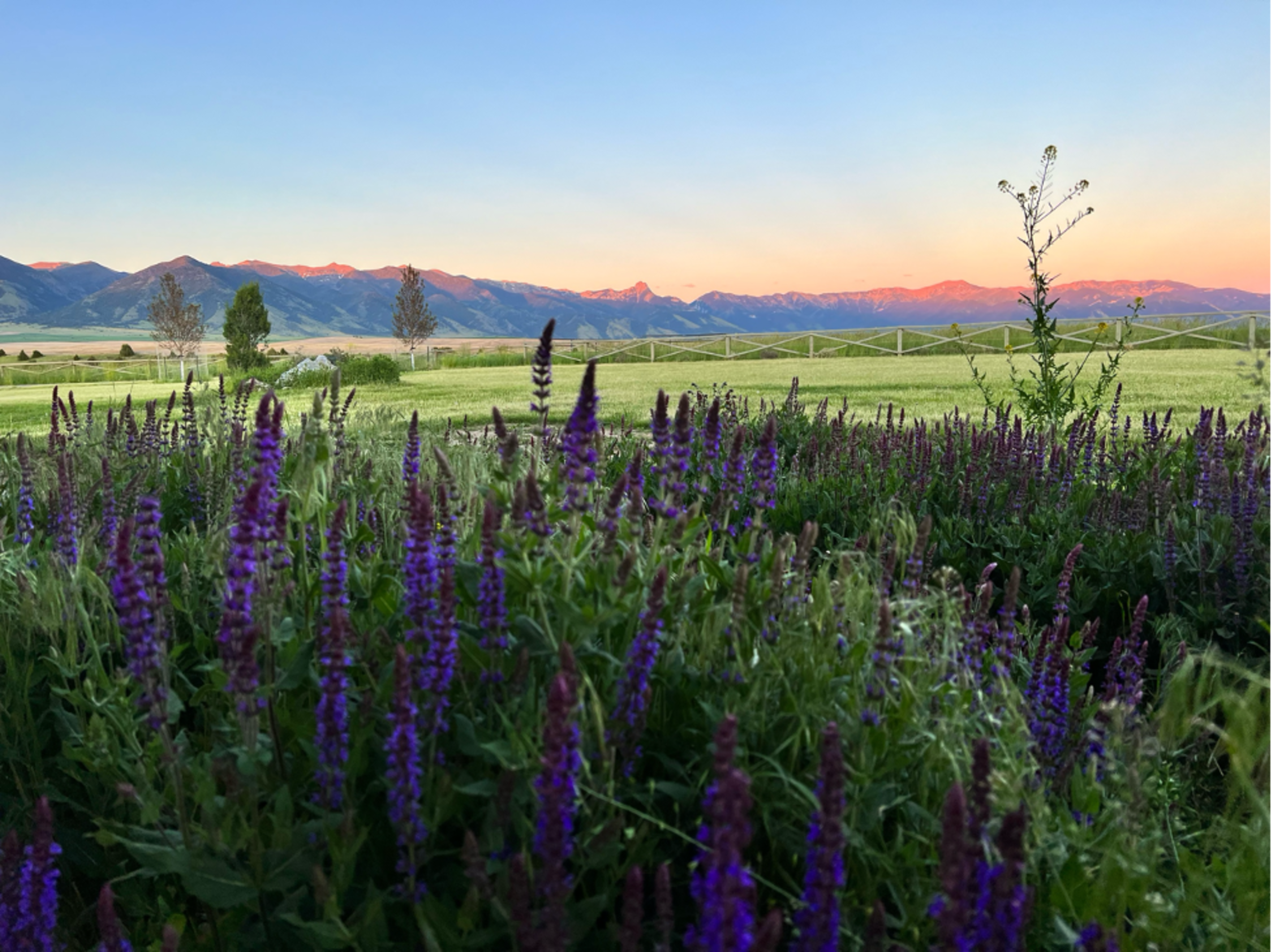 The image shows a field of purple flowers in the foreground with a mountain range and a sunset in the background.