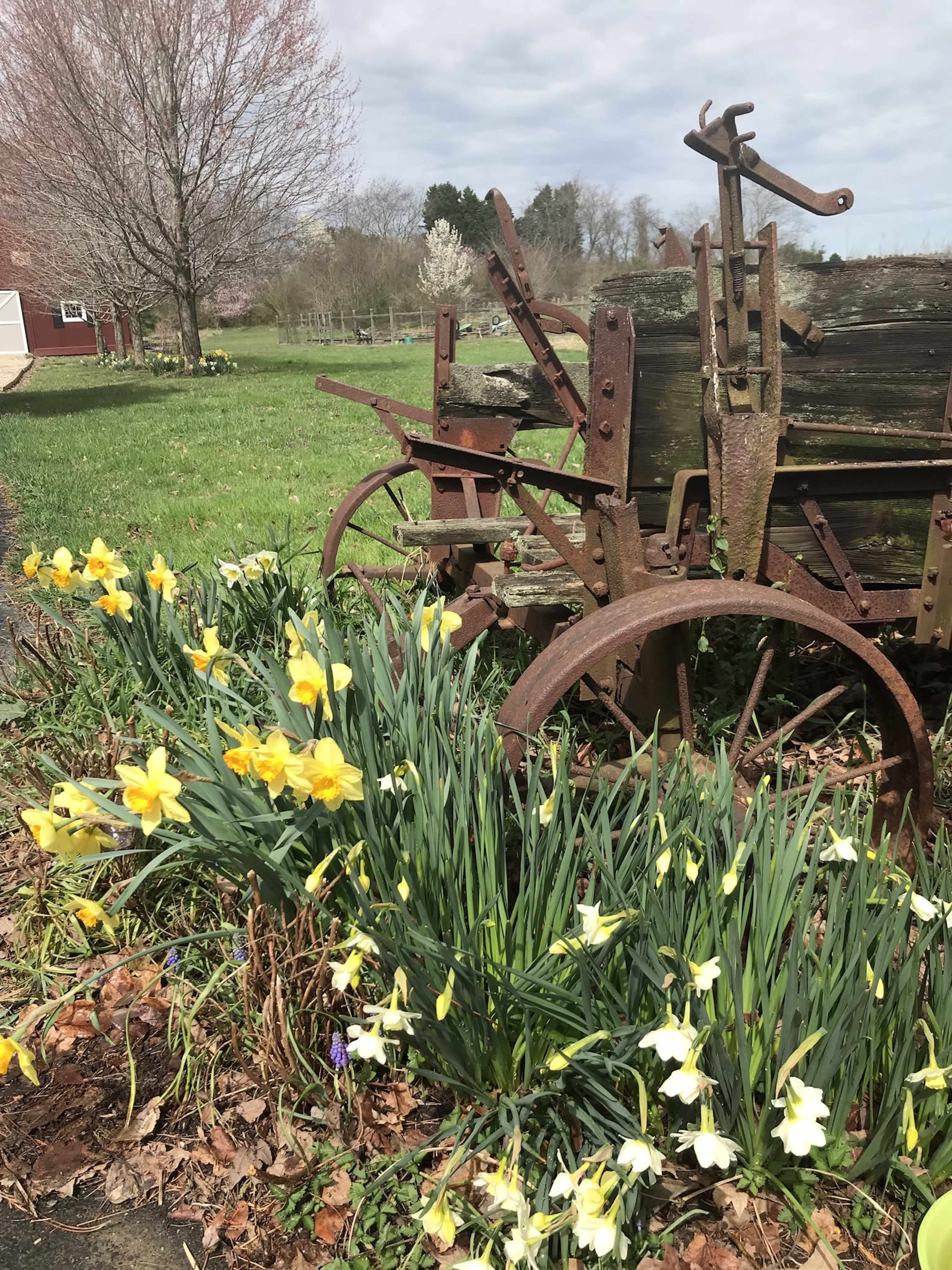 An old, rusty farming implement is partially obscured by blooming yellow daffodils in a grassy field.