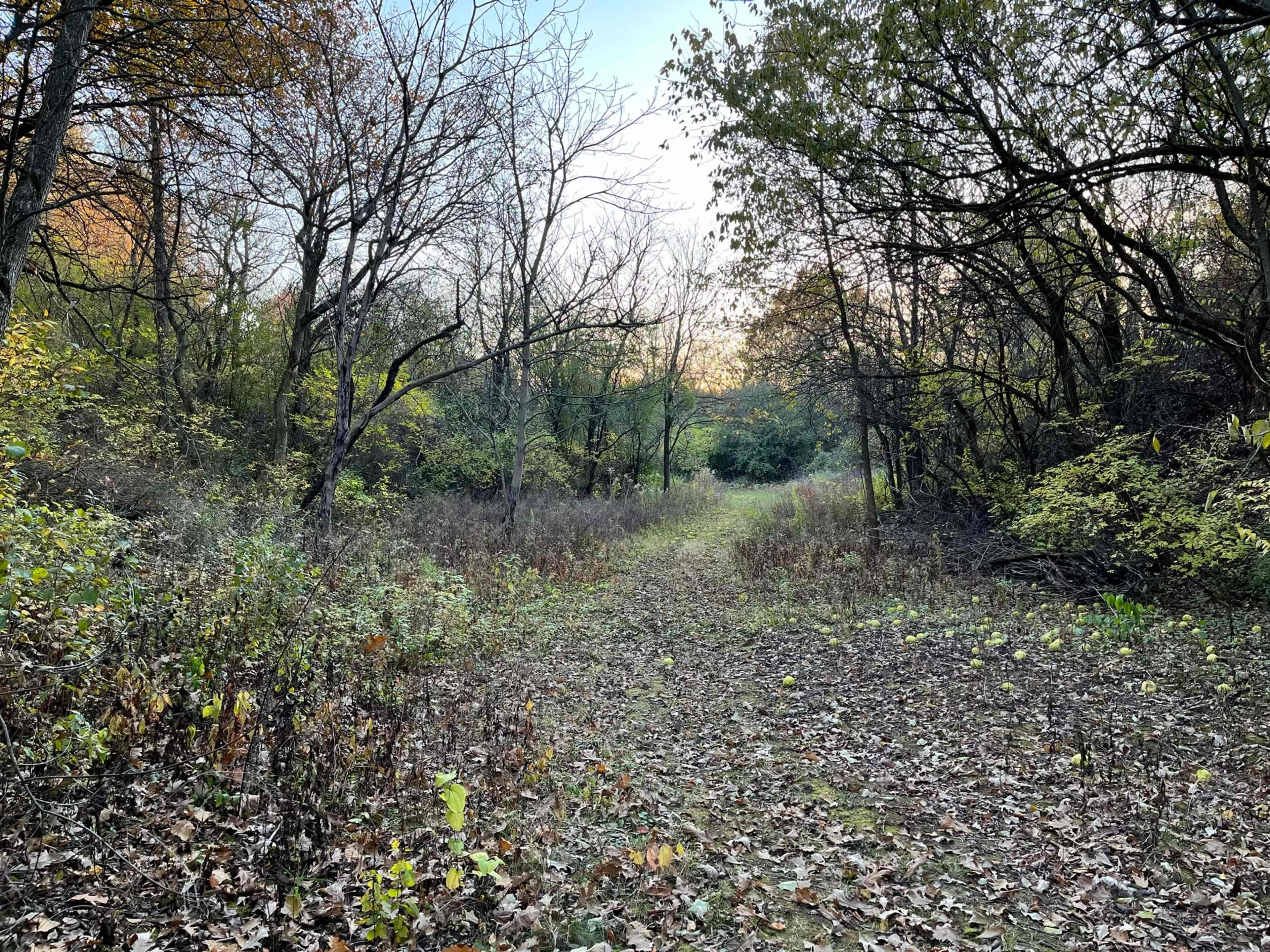 A narrow dirt path winds through a wooded area with sparse trees and fallen leaves on the ground.