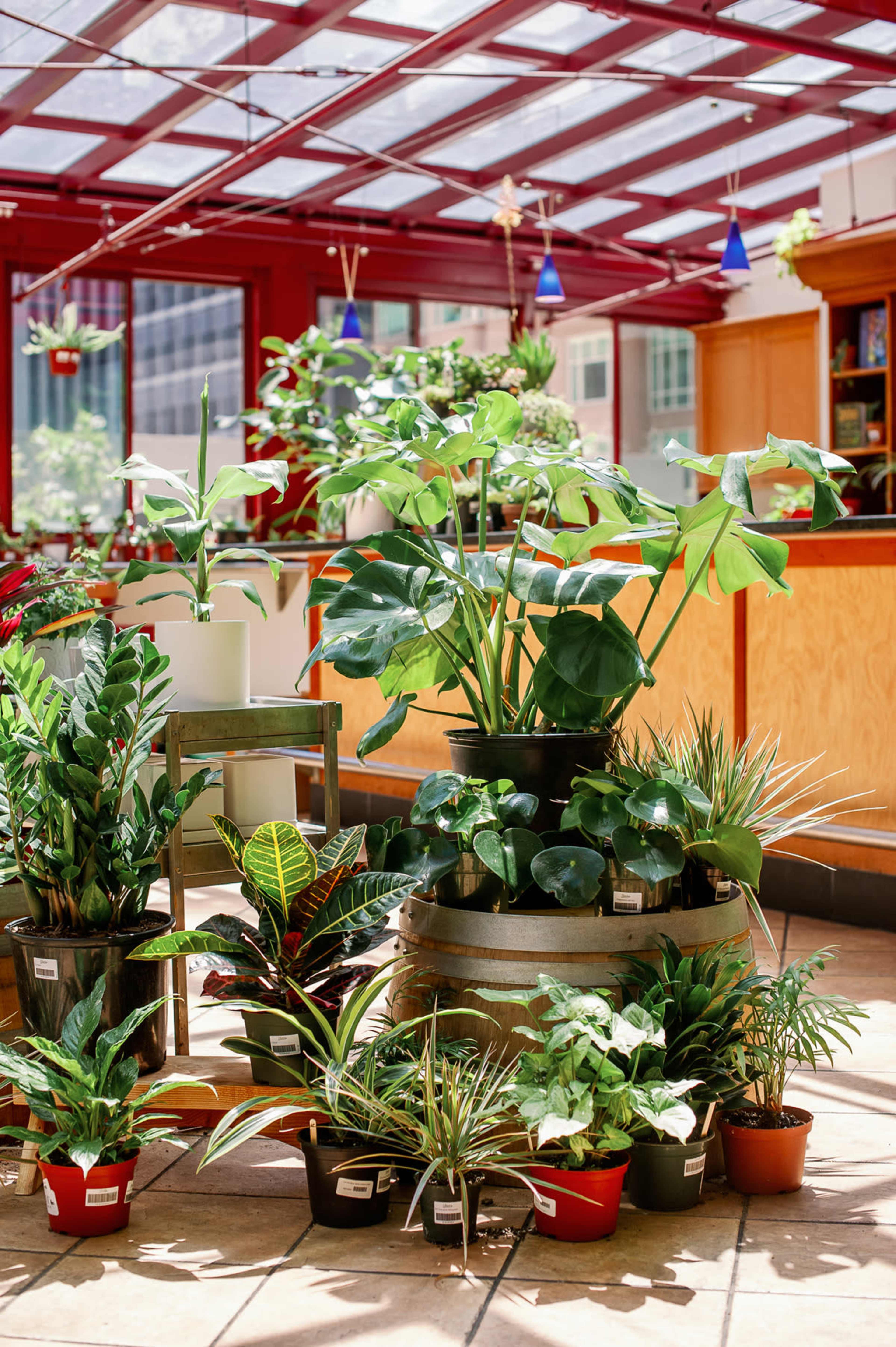 A variety of potted plants are arranged on the floor of a sunlit indoor space with a glass roof.