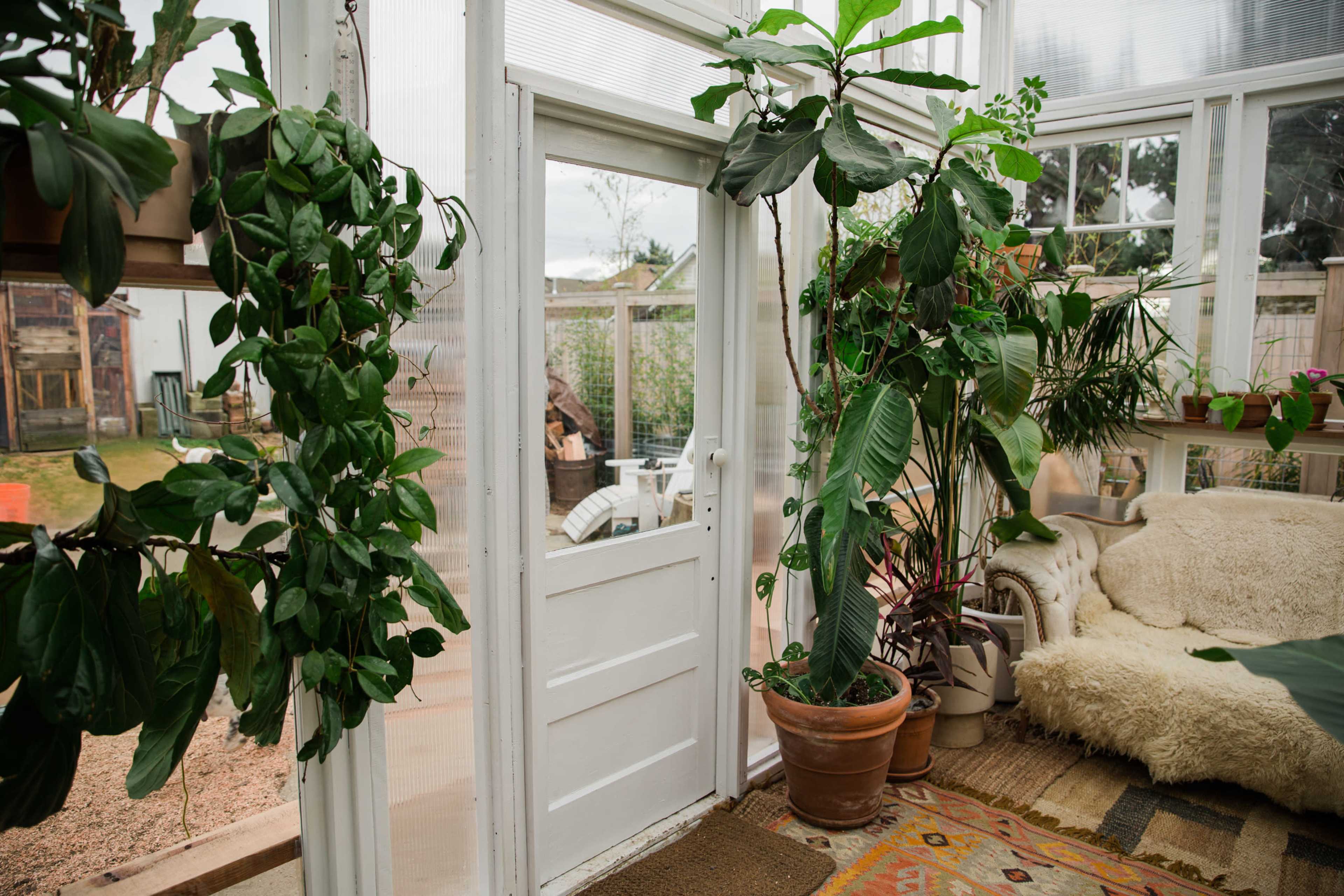 A bright greenhouse with various potted plants, including leafy vines, and a cozy seating area featuring a plush chair and a decorative rug.