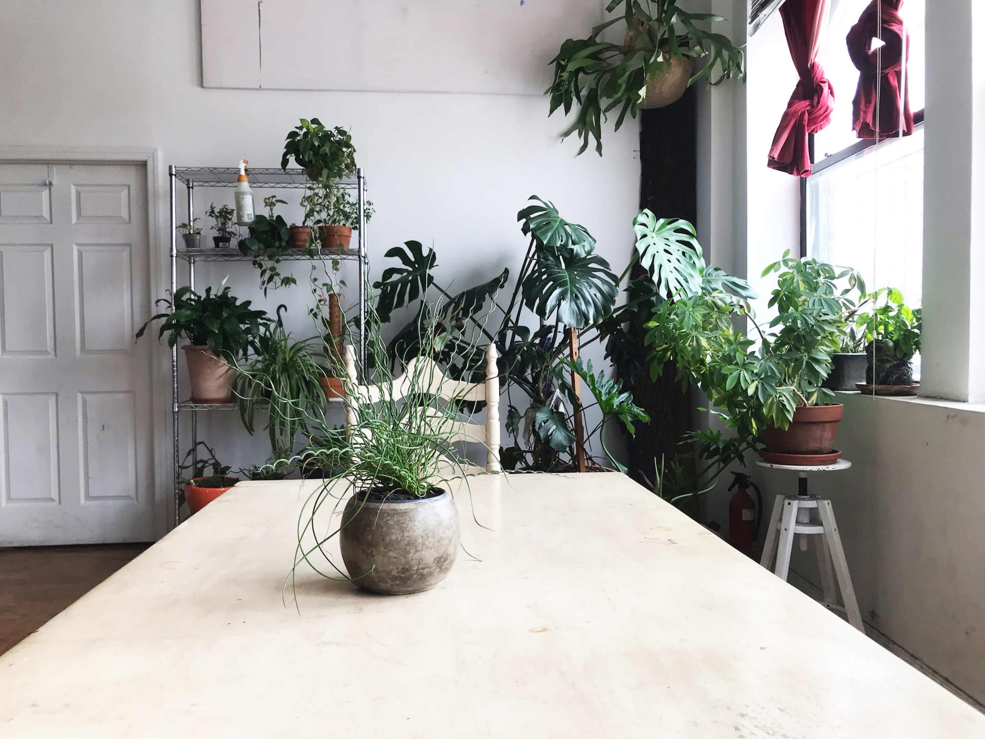 A spacious room features a large table at its center, surrounded by various potted plants and a shelving unit filled with more greenery.