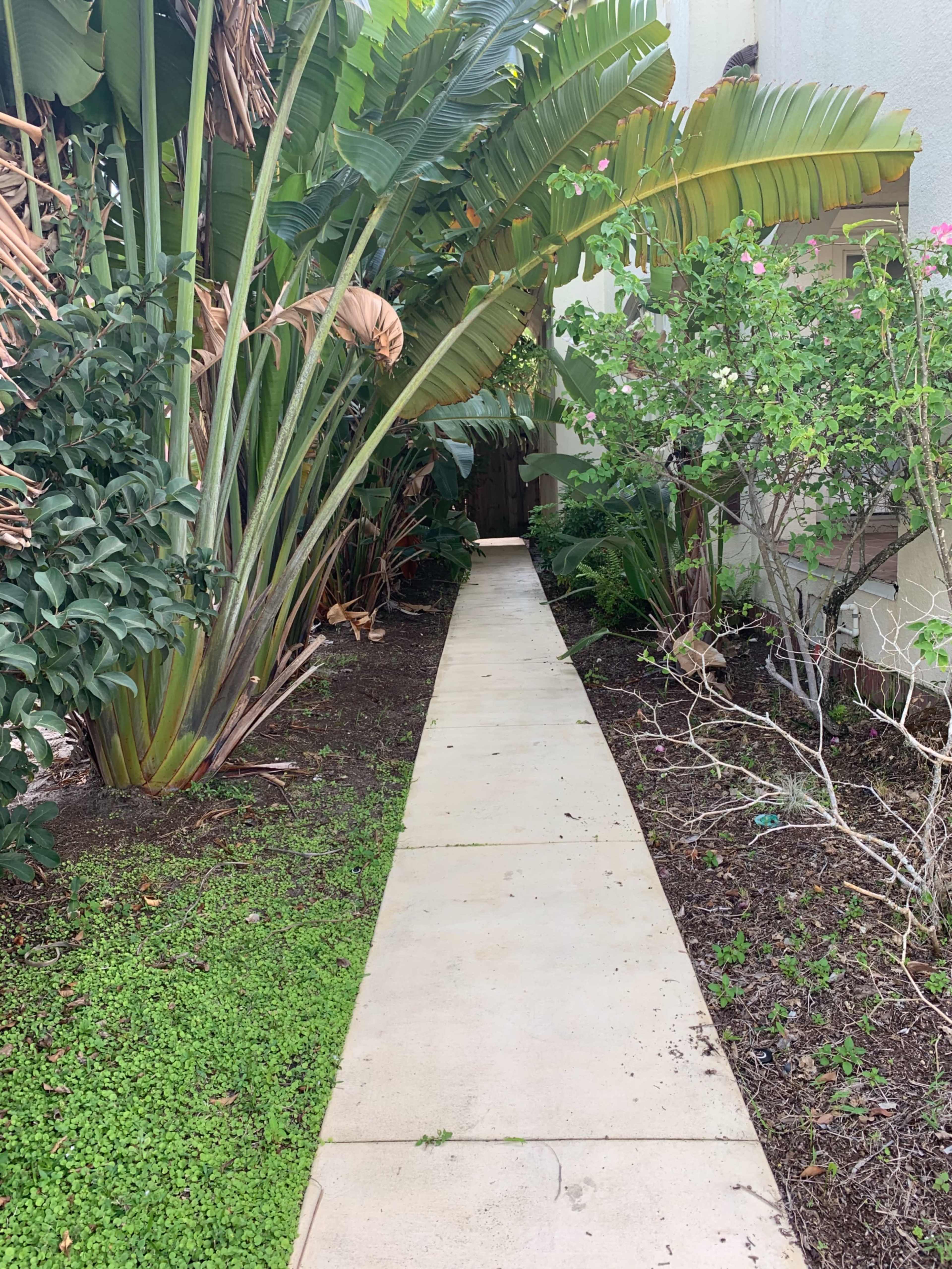 A narrow concrete walkway is flanked by tropical plants and shrubs on either side.