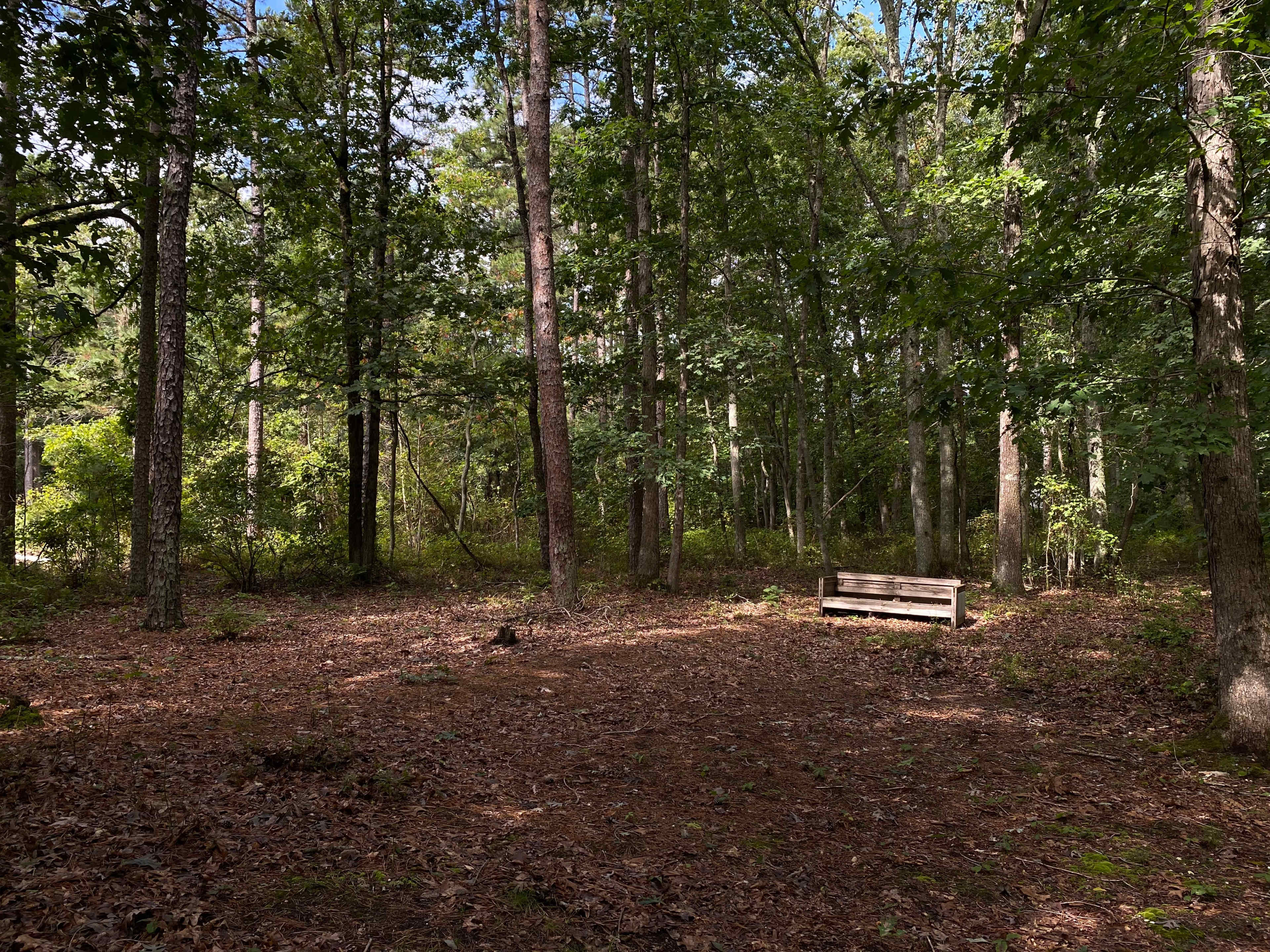 A wooden bench is positioned in a clearing surrounded by tall trees and scattered leaves on the forest floor.