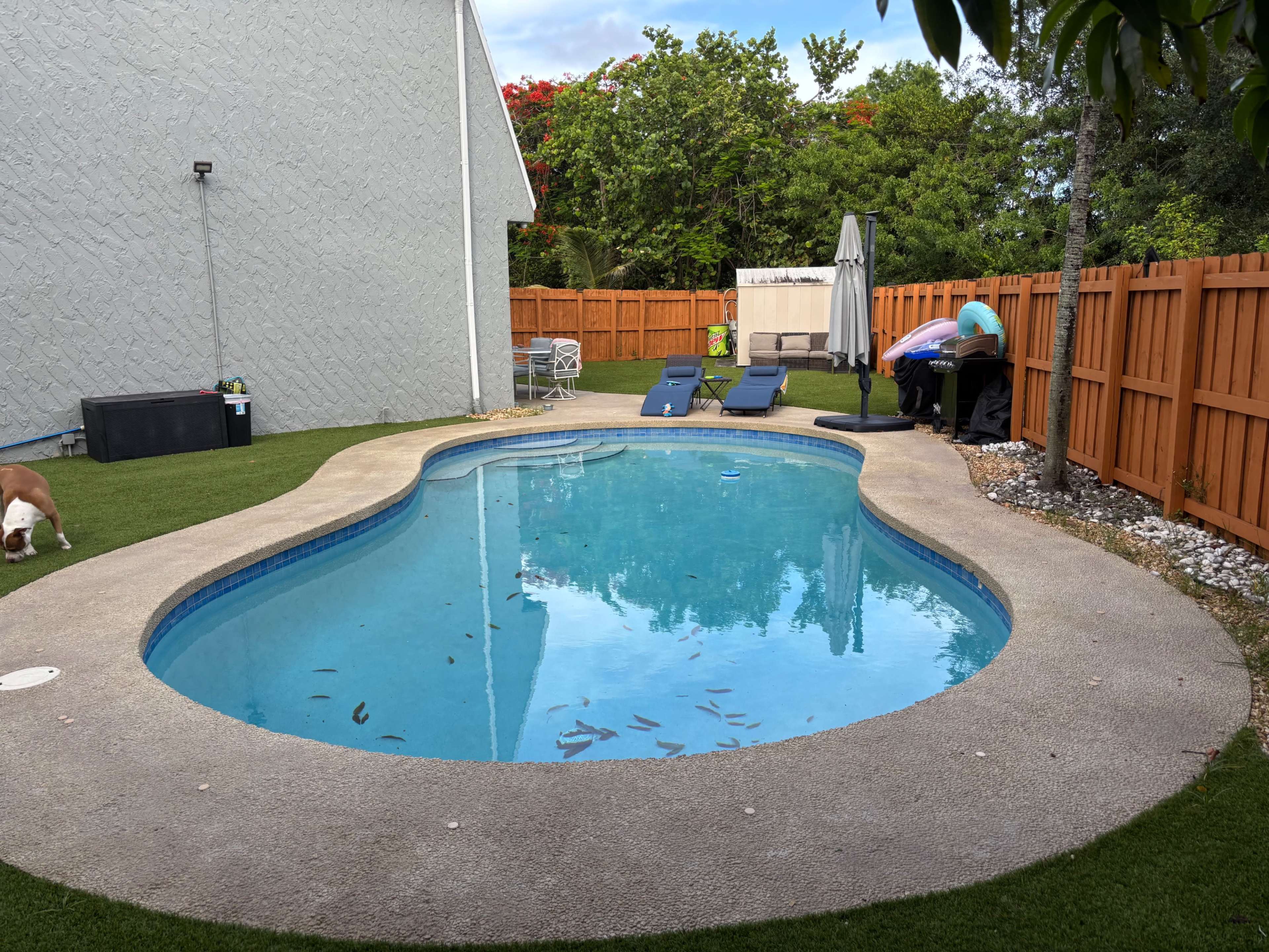 The image shows a backyard pool surrounded by a concrete deck, with lounge chairs on one side and a person grilling near a fence on the other.