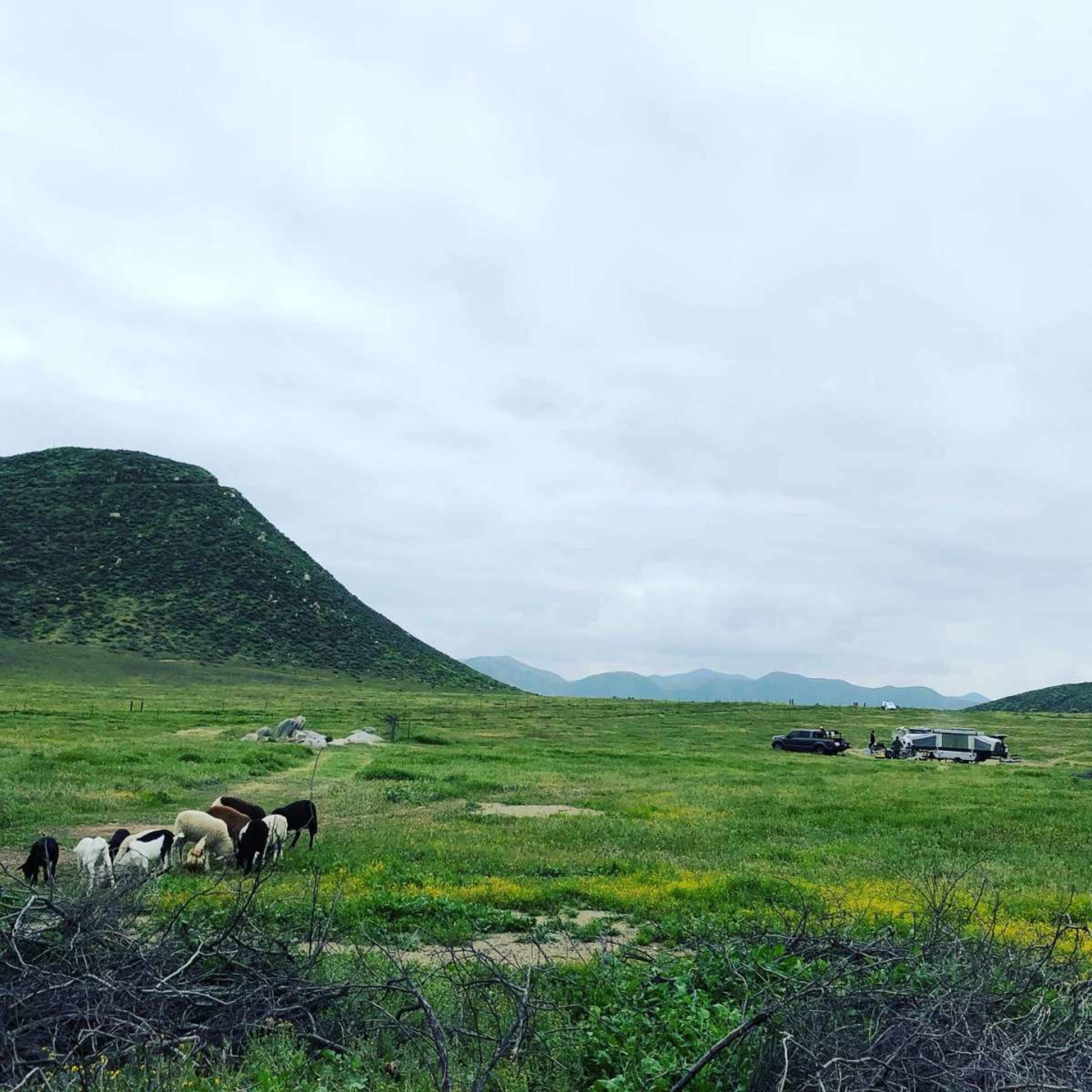 A group of cows grazes in an open field near a camper and a vehicle by a hillside under a cloudy sky.